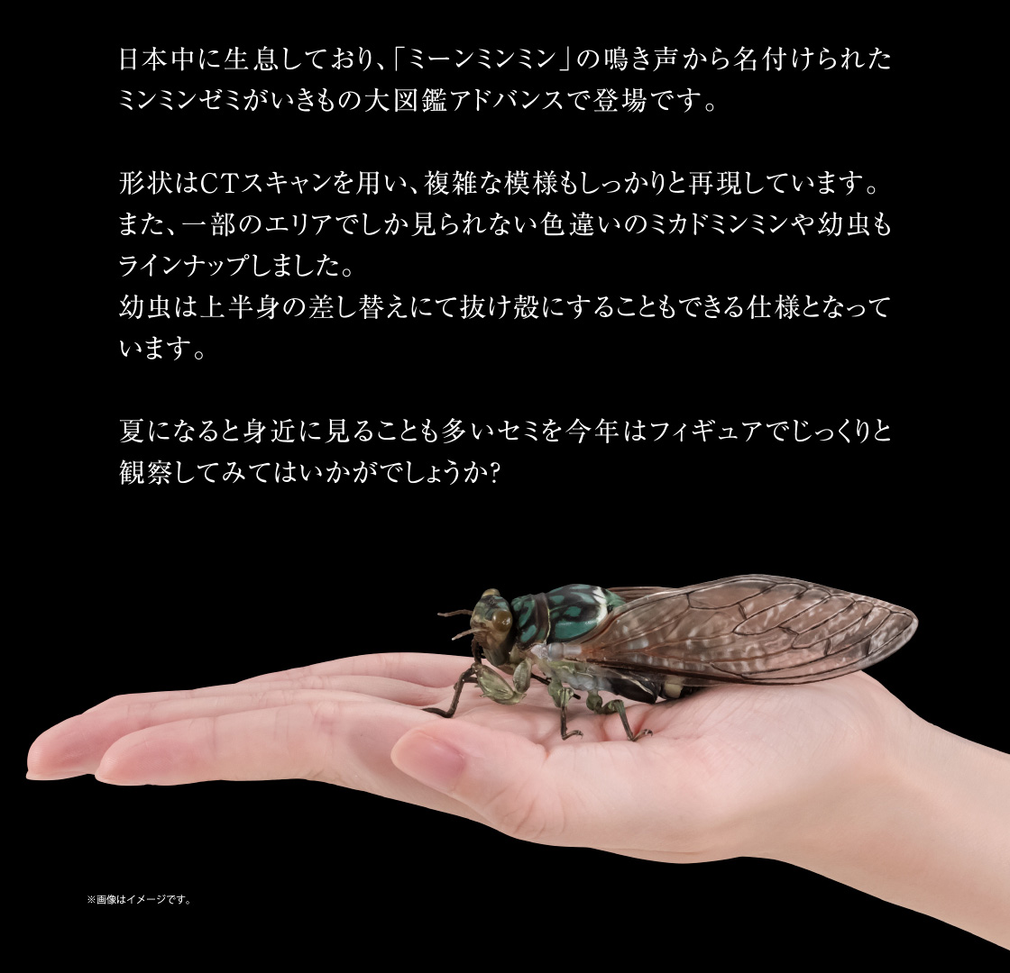 日本中に生息しており、「ミーンミンミン」の鳴き声から名付けられたミンミンゼミがいきもの大図鑑アドバンスで登場です。