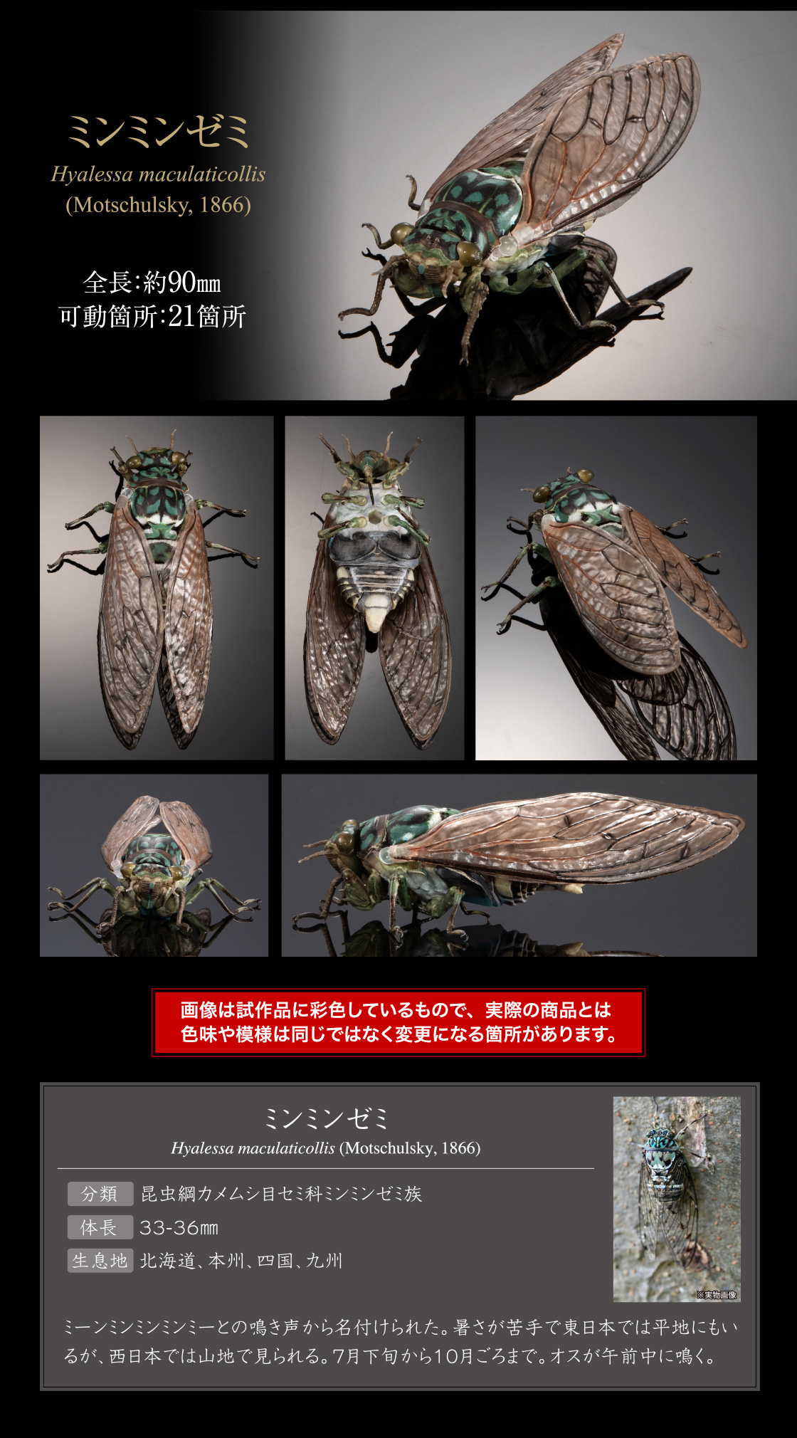 ミンミンゼミ