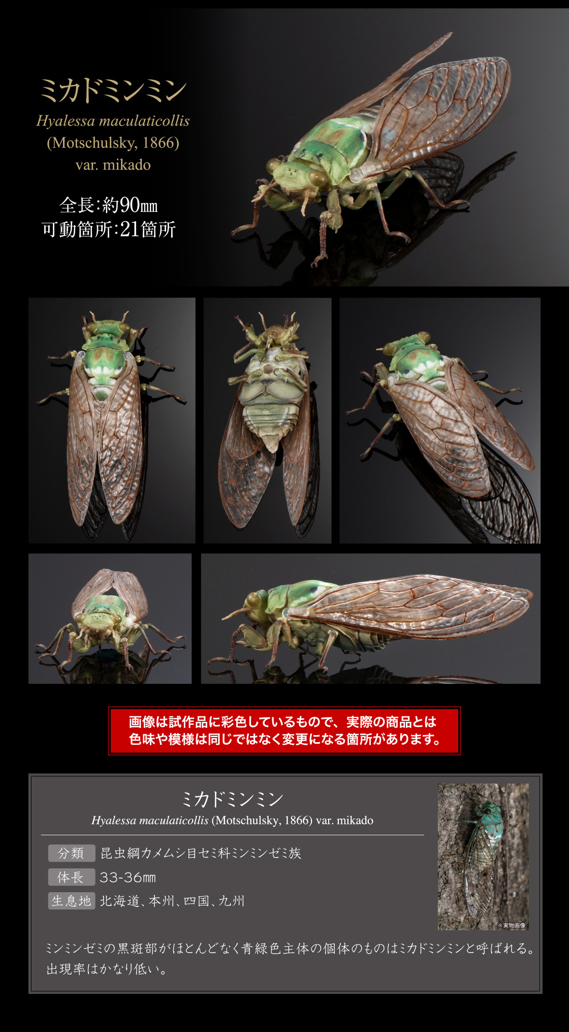 ミカドミンミン
