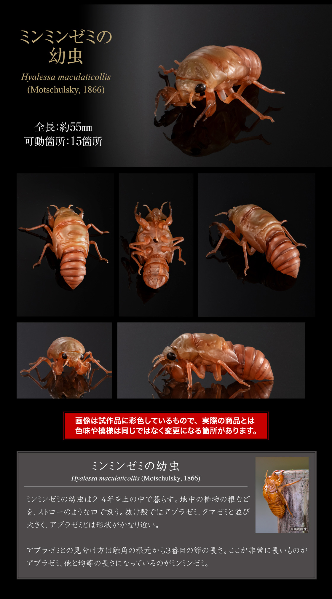 ミンミンゼミの幼虫