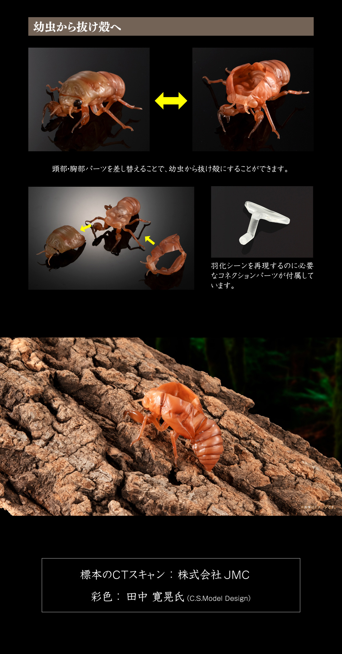幼虫から抜け殻へ