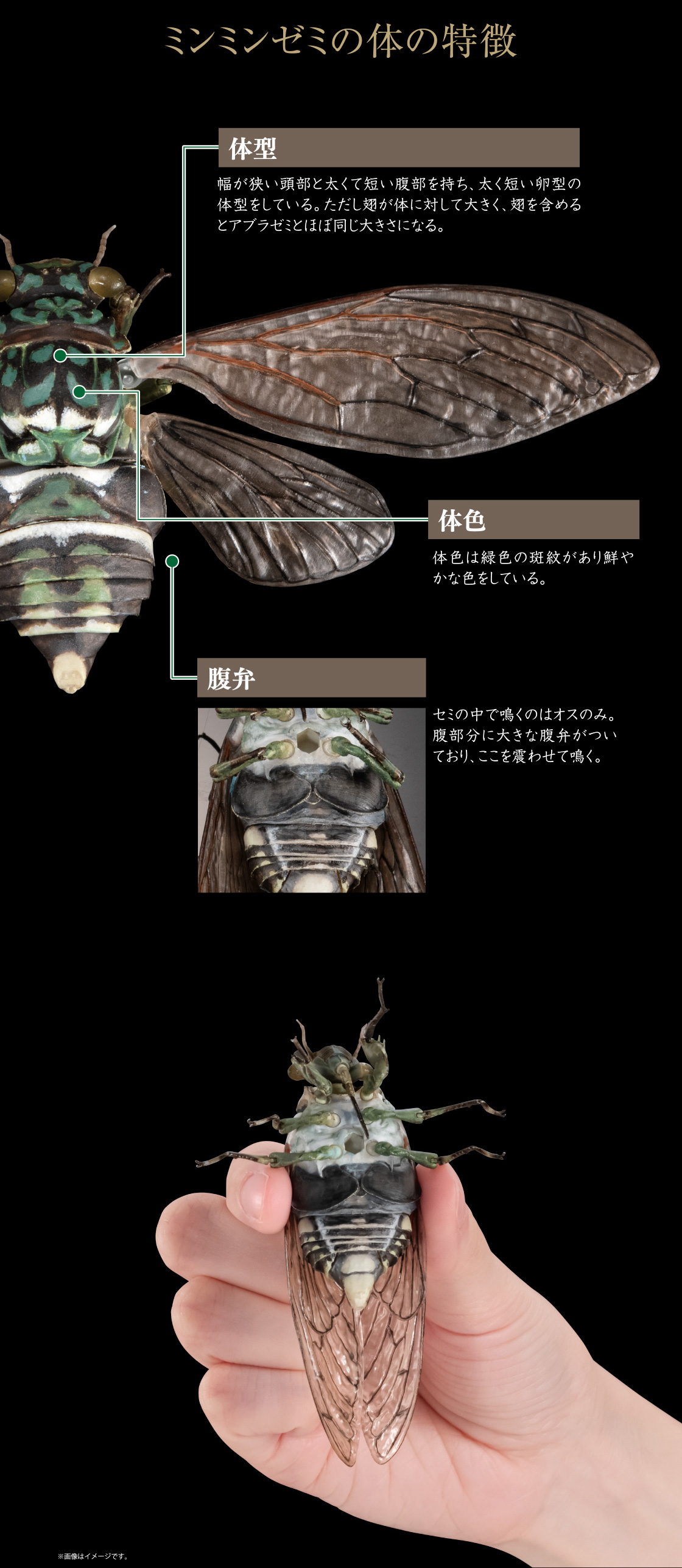 ミンミンゼミの体の特徴