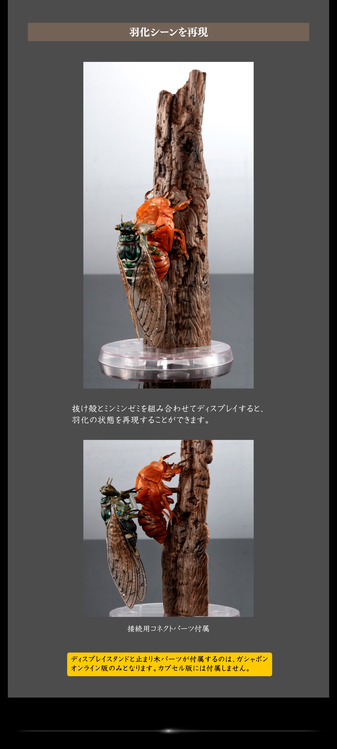 羽化シーンを再現