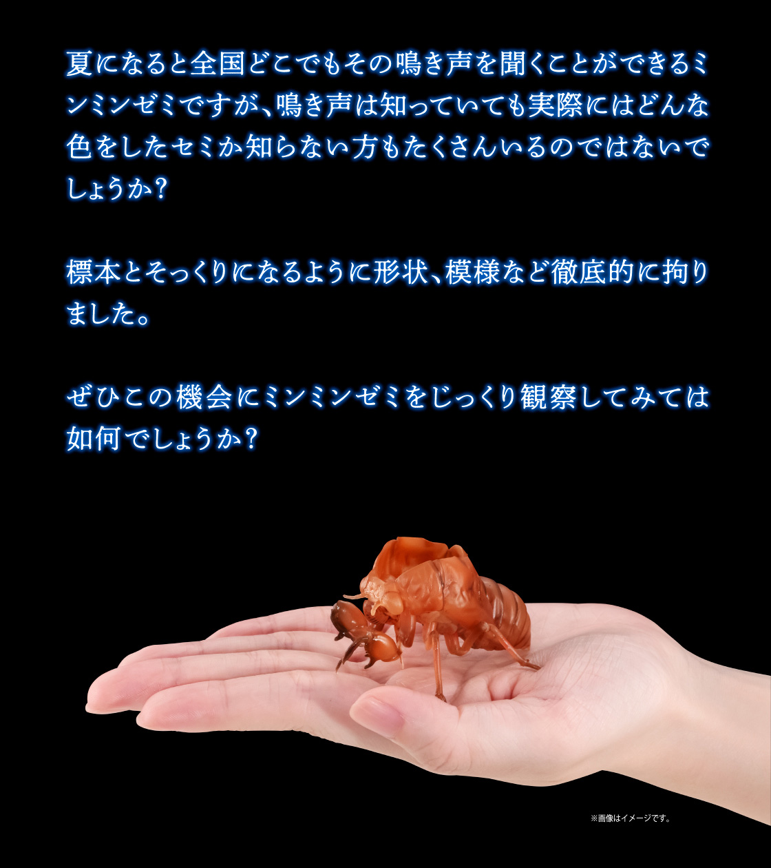 ぜひこの機会にミンミンゼミをじっくり観察してみては如何でしょうか？