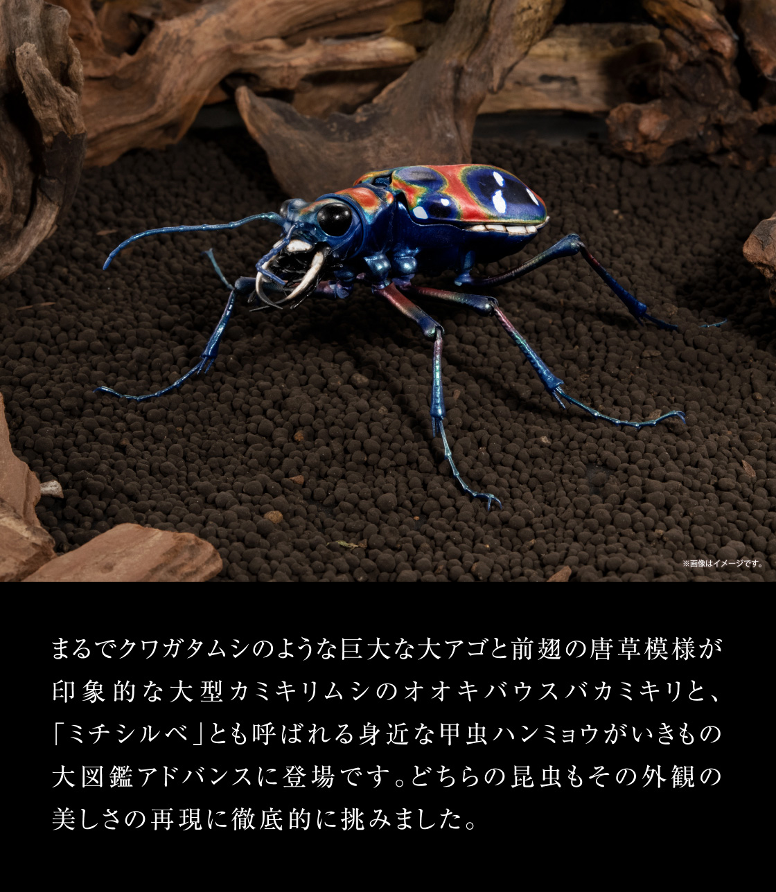 まるでクワガタムシのような巨大な大アゴと前翅の唐草模様が印象的な大型カミキリムシのオオキバウスバカミキリと、「ミチシルベ」とも呼ばれる身近な甲虫ハンミョウがいきもの大図鑑アドバンスに登場です。どちらの昆虫もその外観の美しさの再現に徹底的に挑みました。