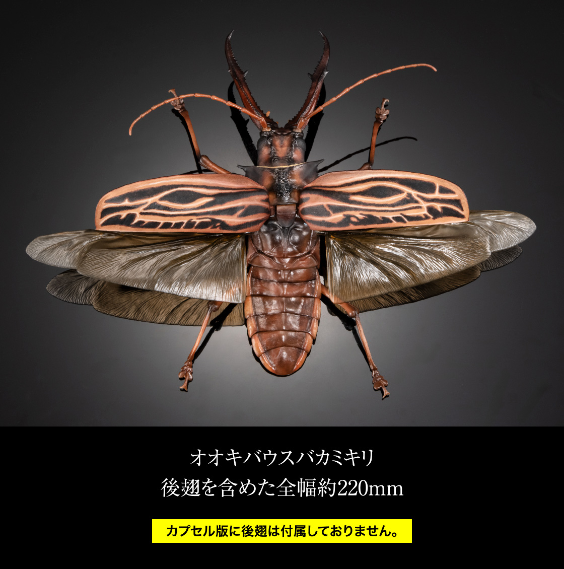 オオキバウスバカミキリ 後翅を含めた全幅約220mm ※カプセル版には後翅は付属しておりません。
