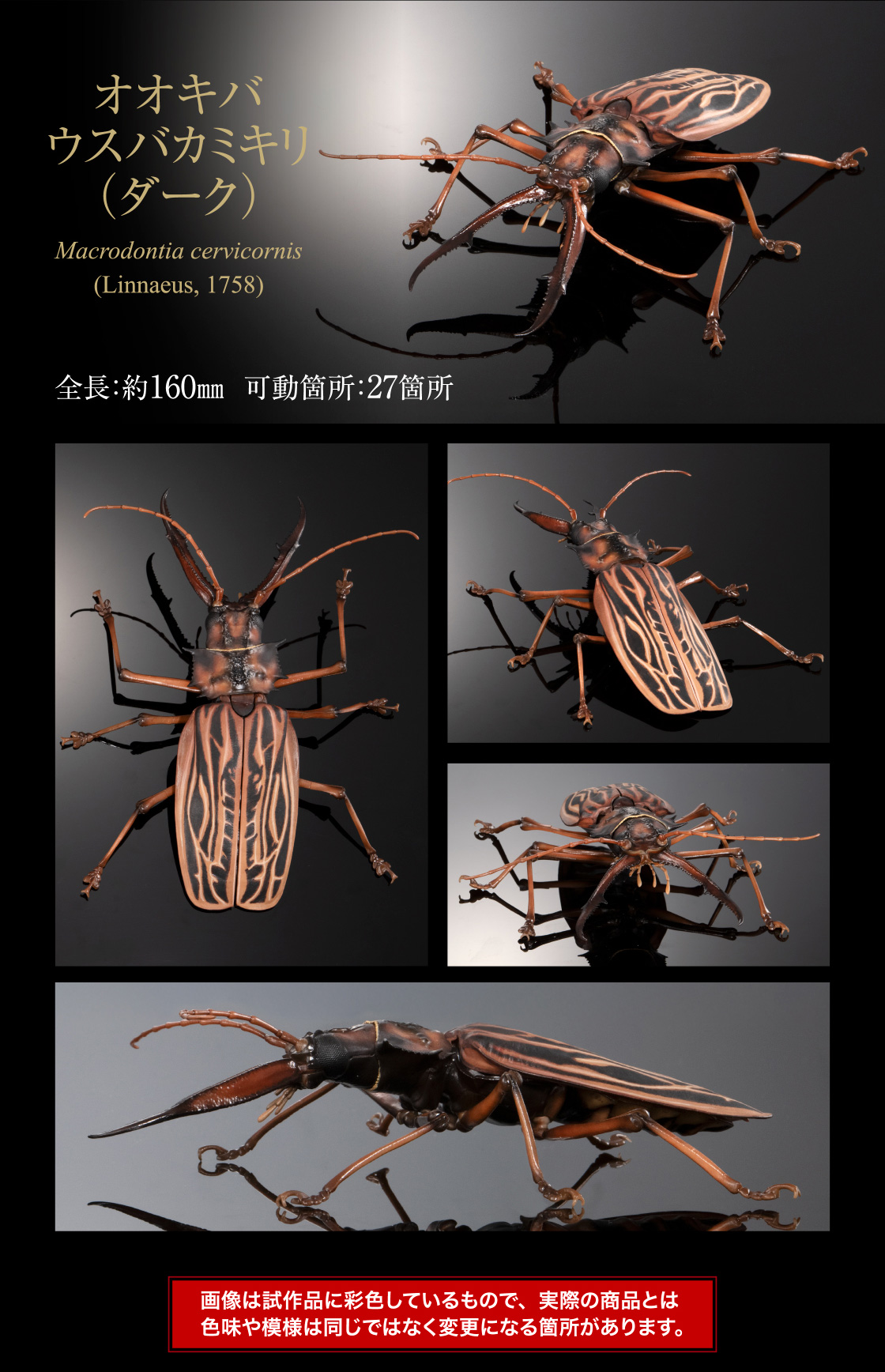 オオキバウスバカミキリ（ダーク）