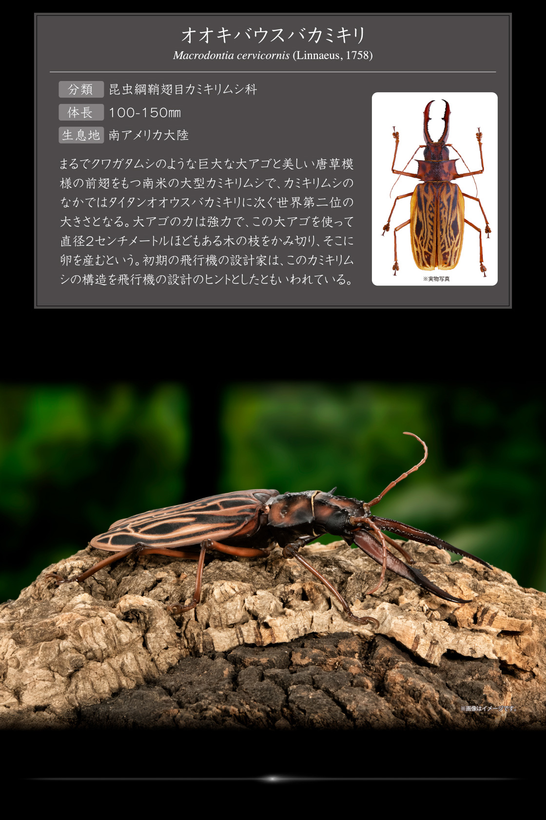 オオキバウスバカミキリ