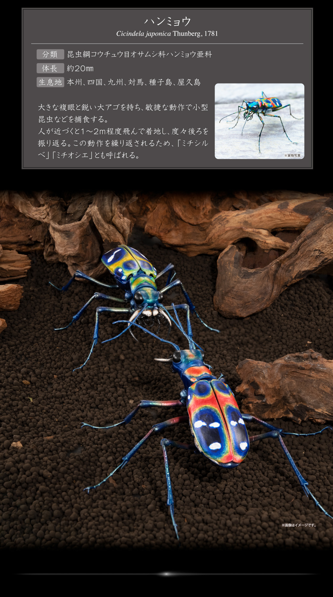 ハンミョウ