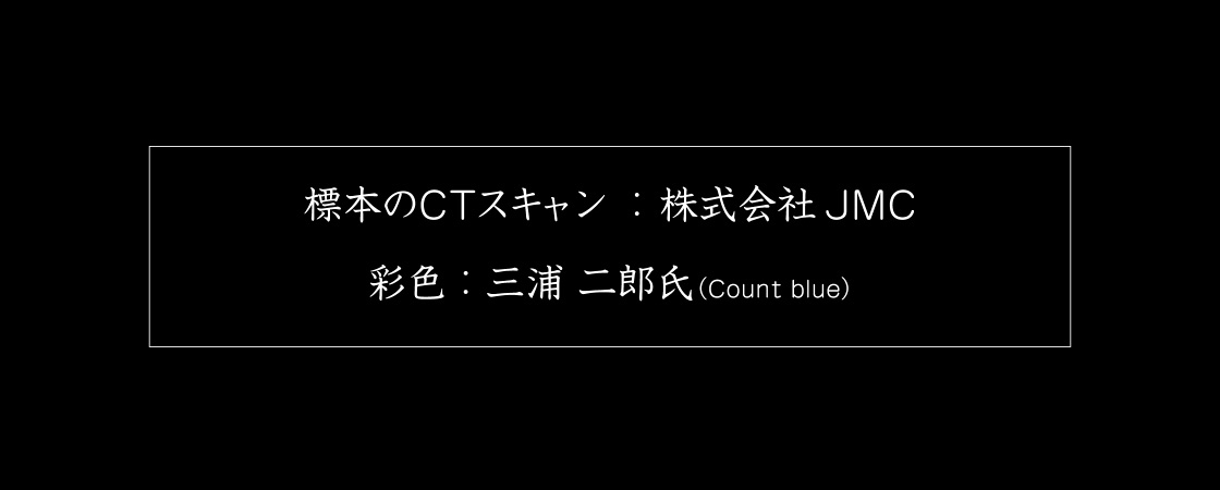 標本のCTスキャン:株式会社JMC 彩色：三浦二郎氏(Count Blue)