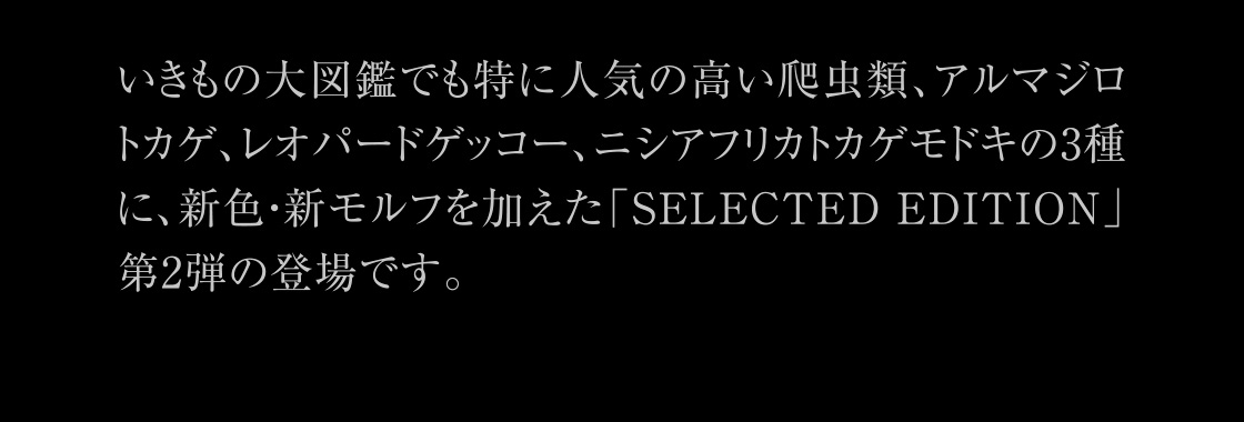 いきもの大図鑑でも特に人気の高い爬虫類、アルマジロトカゲ、レオパードゲッコー、ニシアフリカトカゲモドキの3種に新色・新モルフを加えた「SELECTED EDITION」第2弾の登場です。