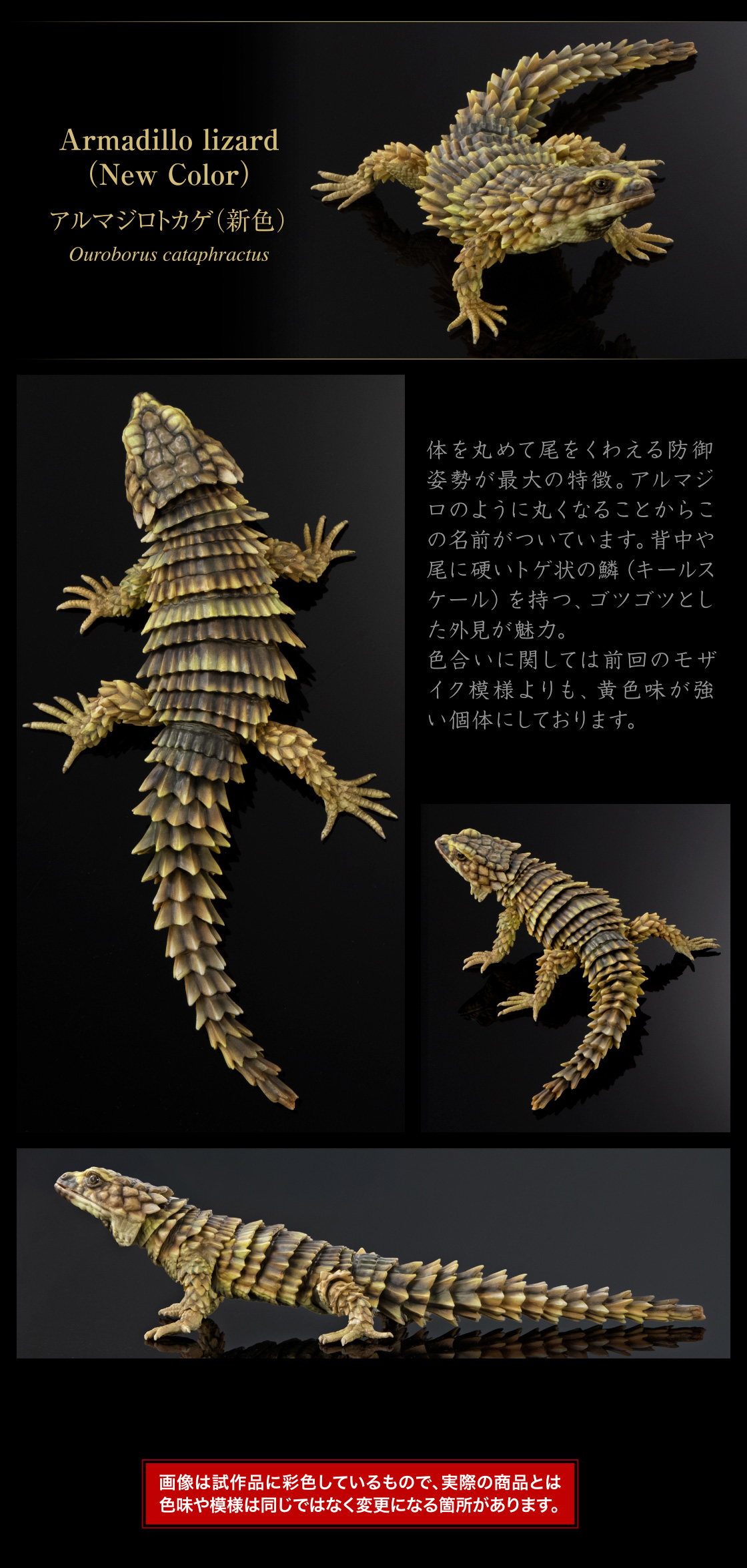 アルマジロトカゲ(新色)