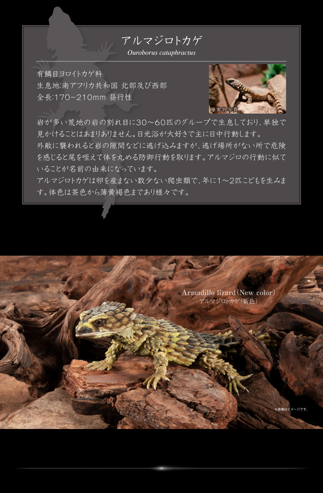 アルマジロトカゲ Ouroborus cataphractus