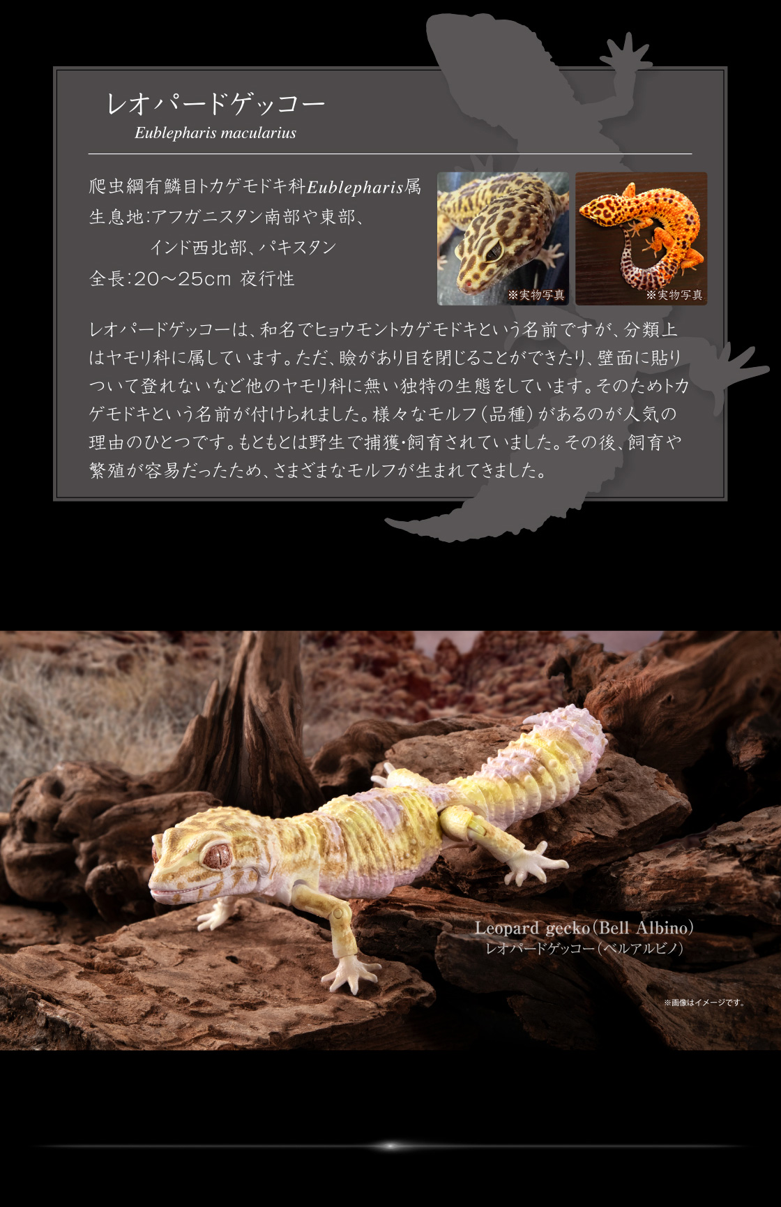 レオパードゲッコー Eublepharis macularius