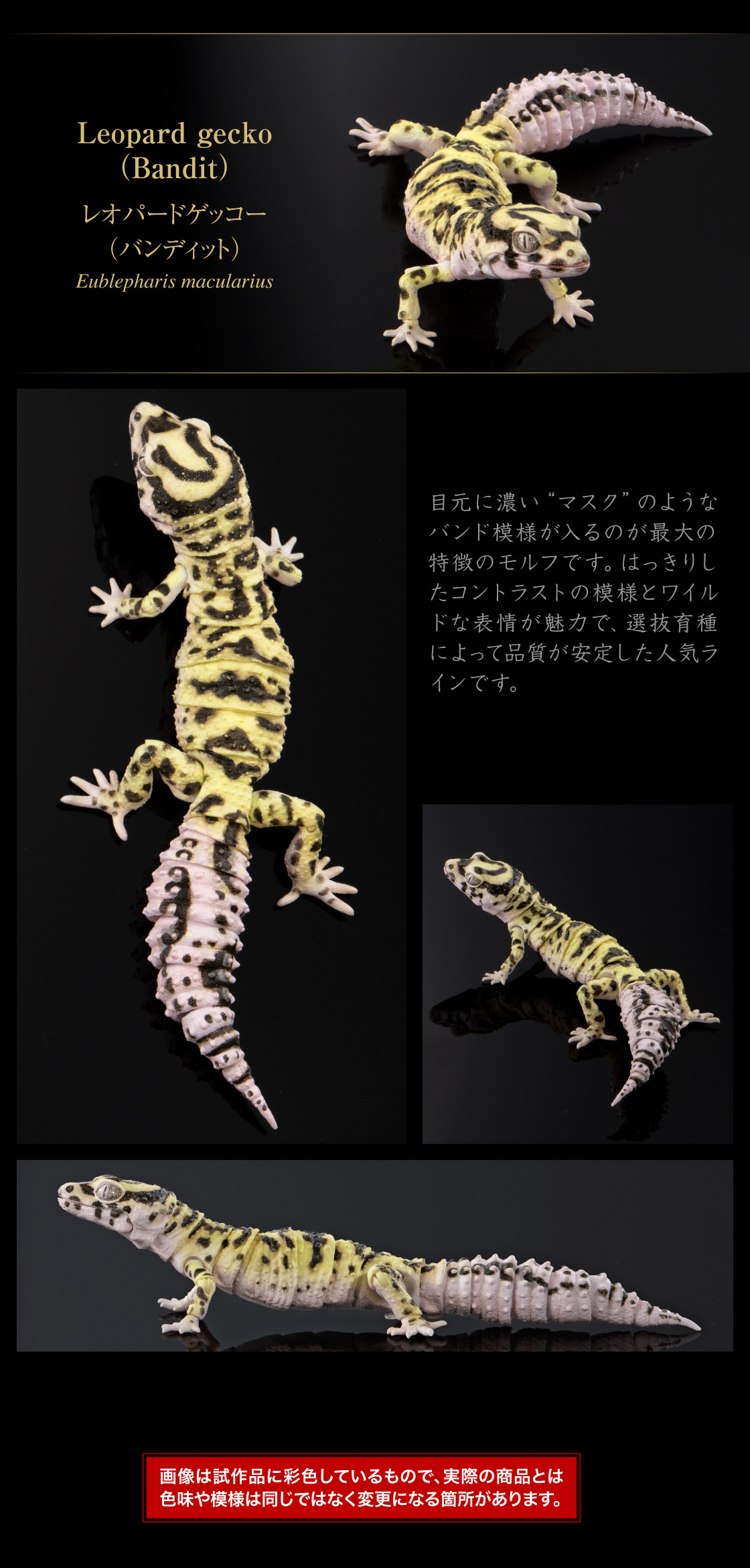 レオパードゲッコー(バンディット)