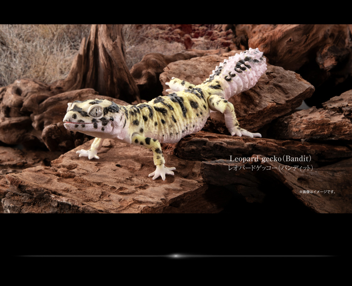 レオパードゲッコー ※画像はイメージです。