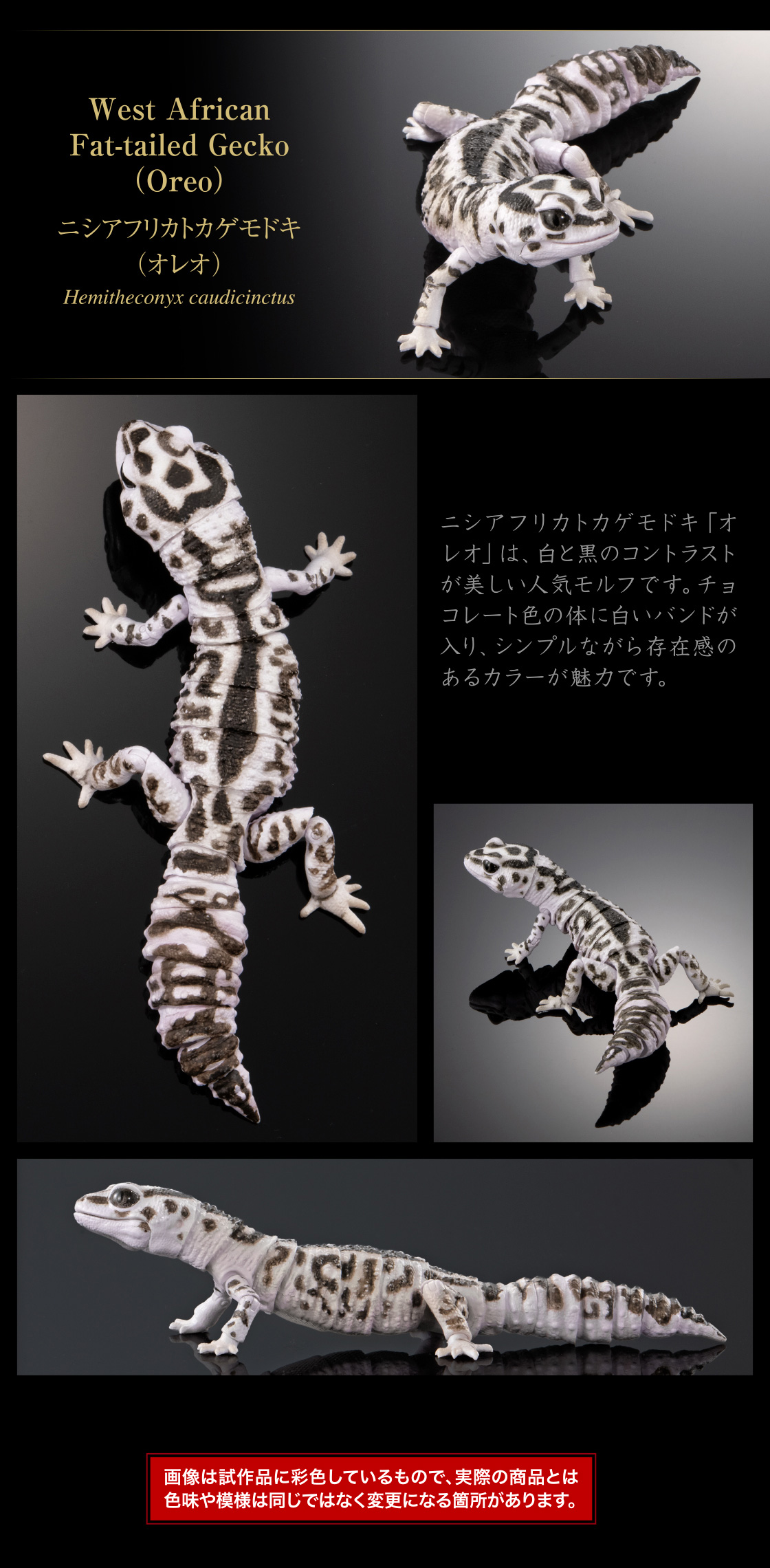 ニシアフリカトカゲモドキ(オレオ)