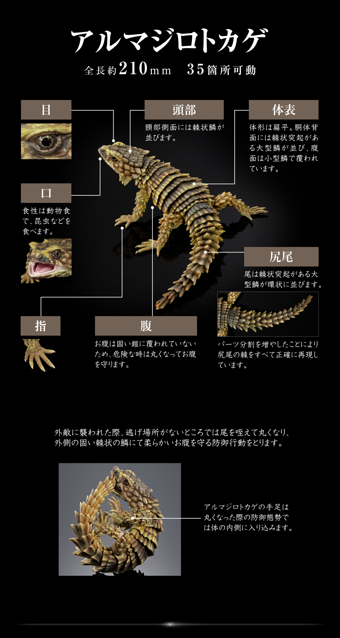 アルマジロトカゲ 全長約210mm 35箇所可動