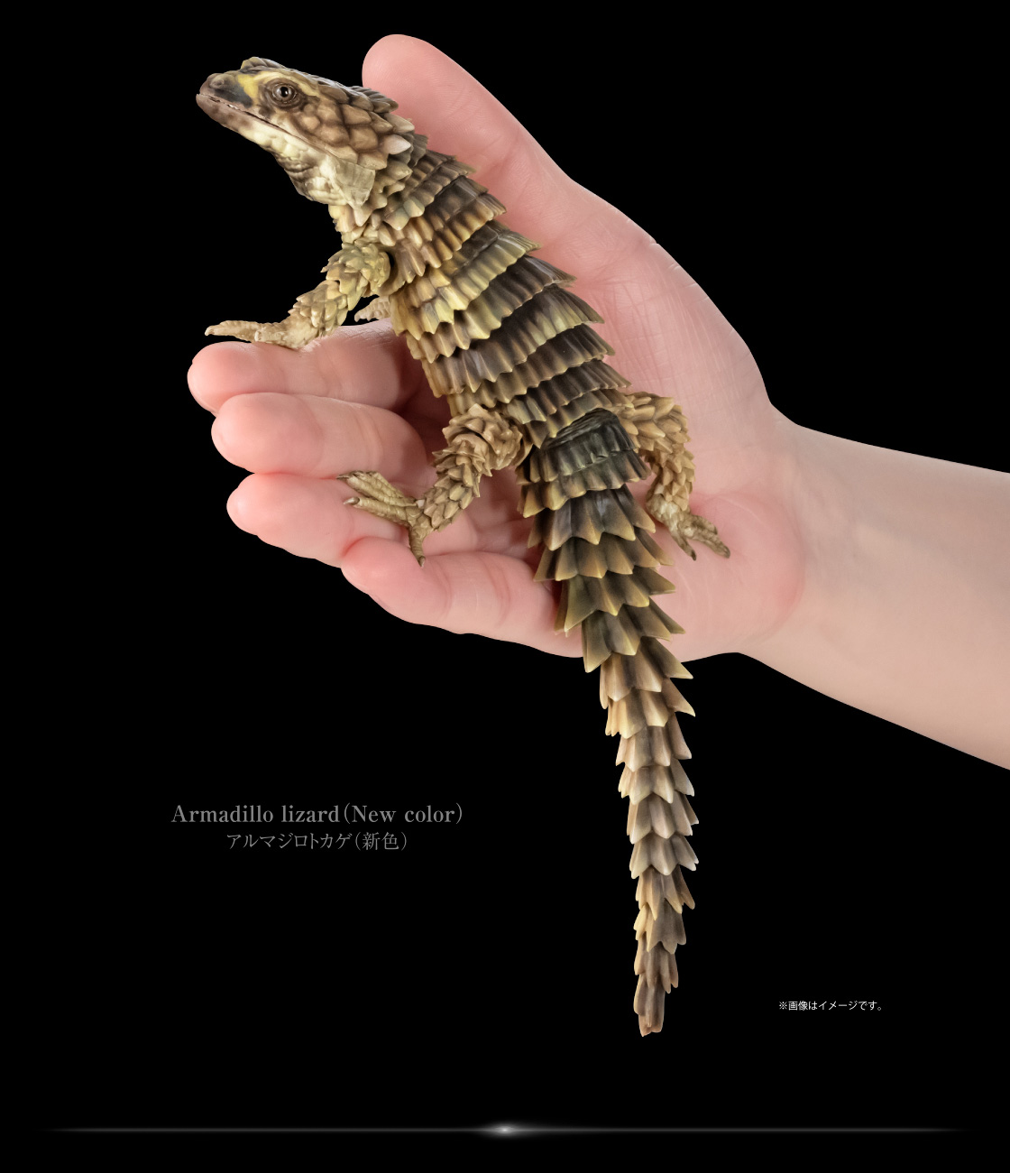 アルマジロトカゲ(新色) ※画像はイメージです。