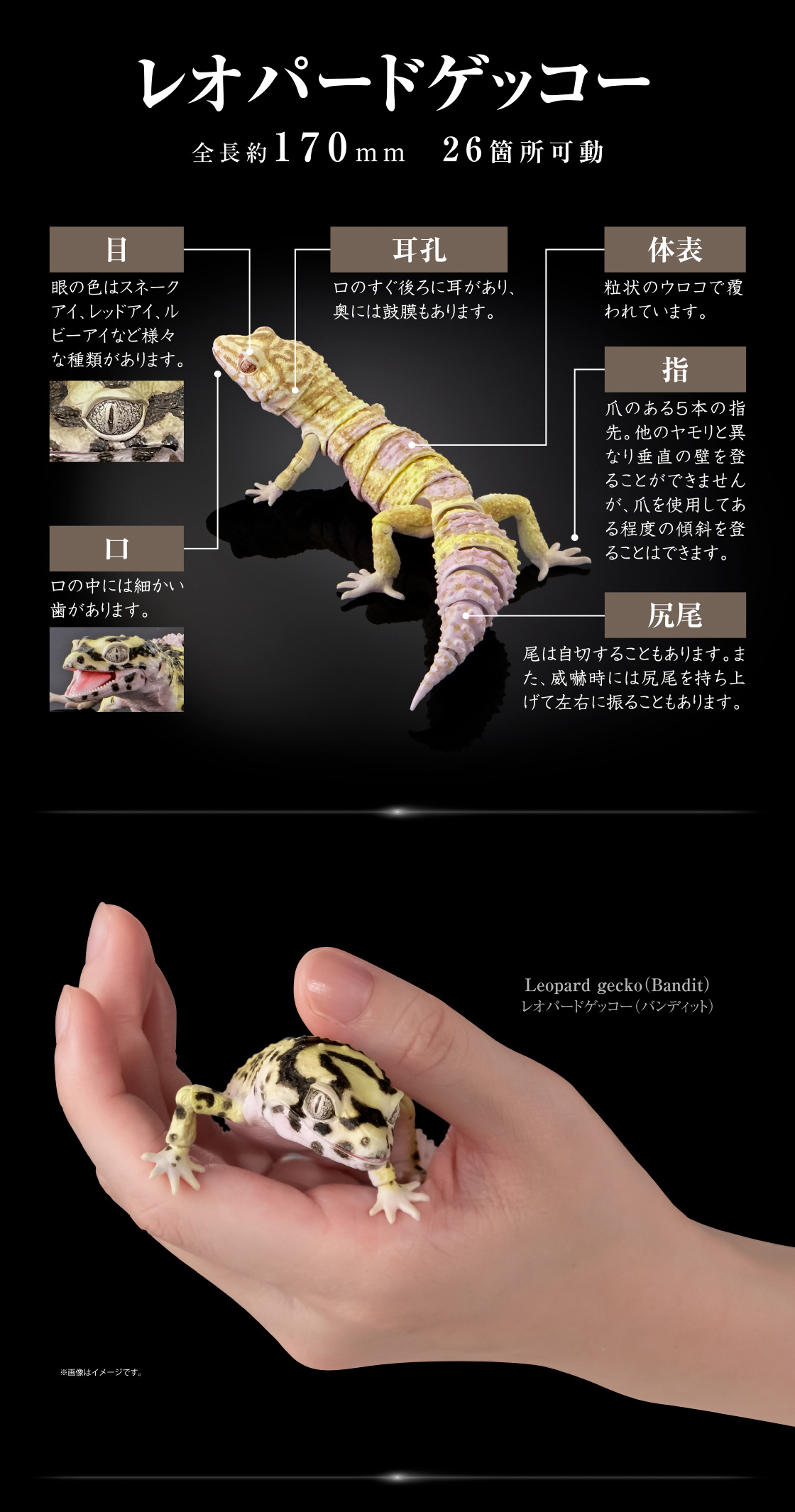 レオパードゲッコー 全長約170mm 26箇所可動