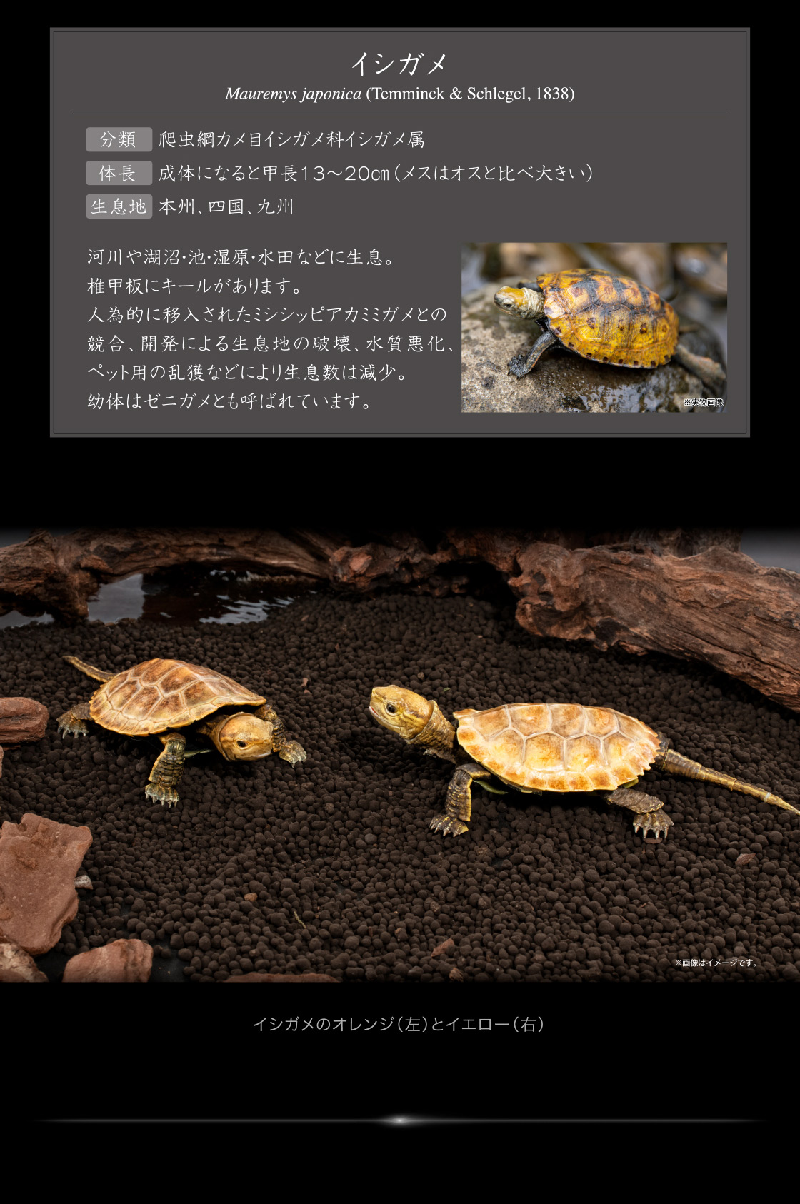イシガメ