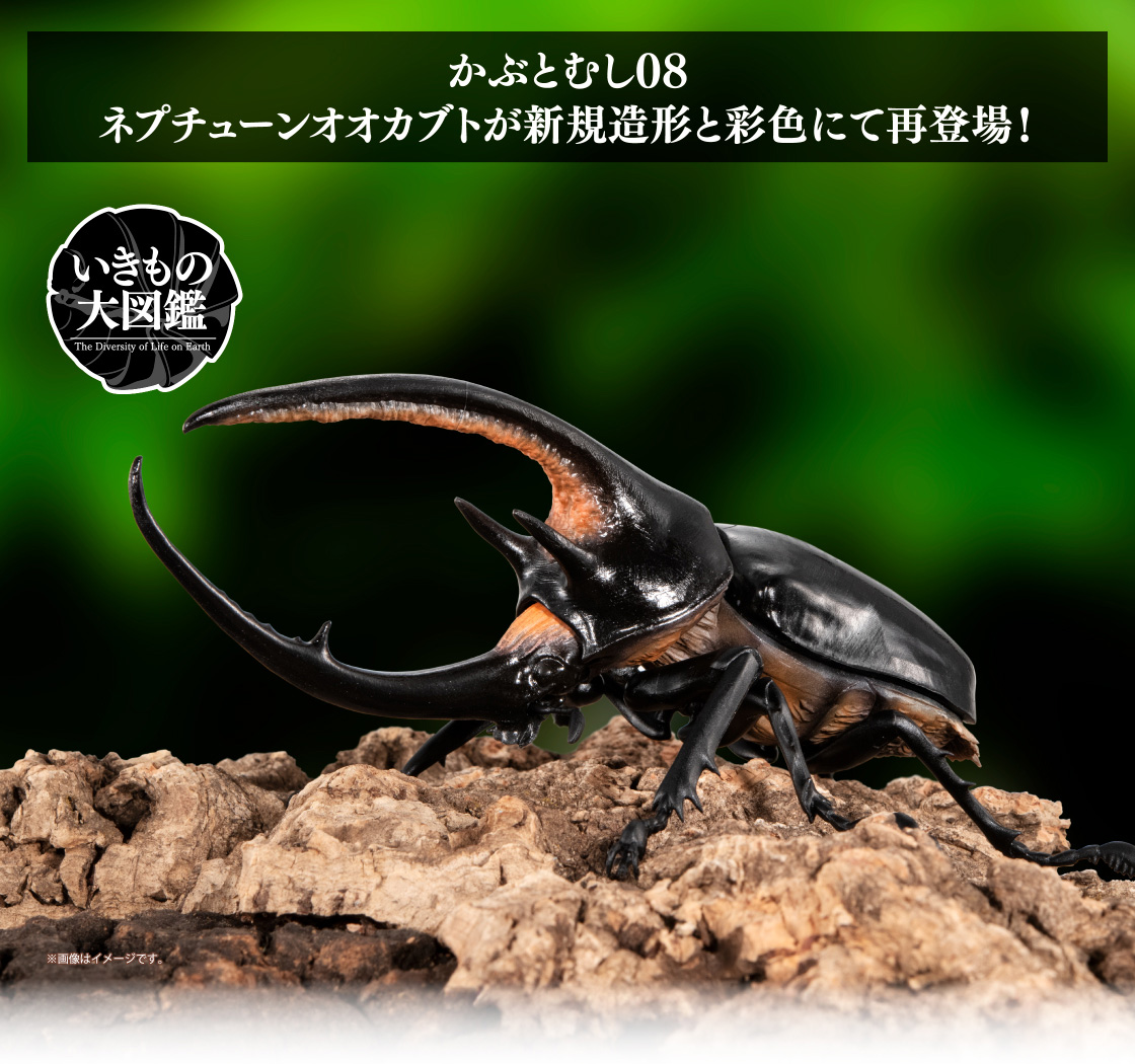 かぶとむし08 ネプチューンオオカブトが新規造形と彩色にて再登場！