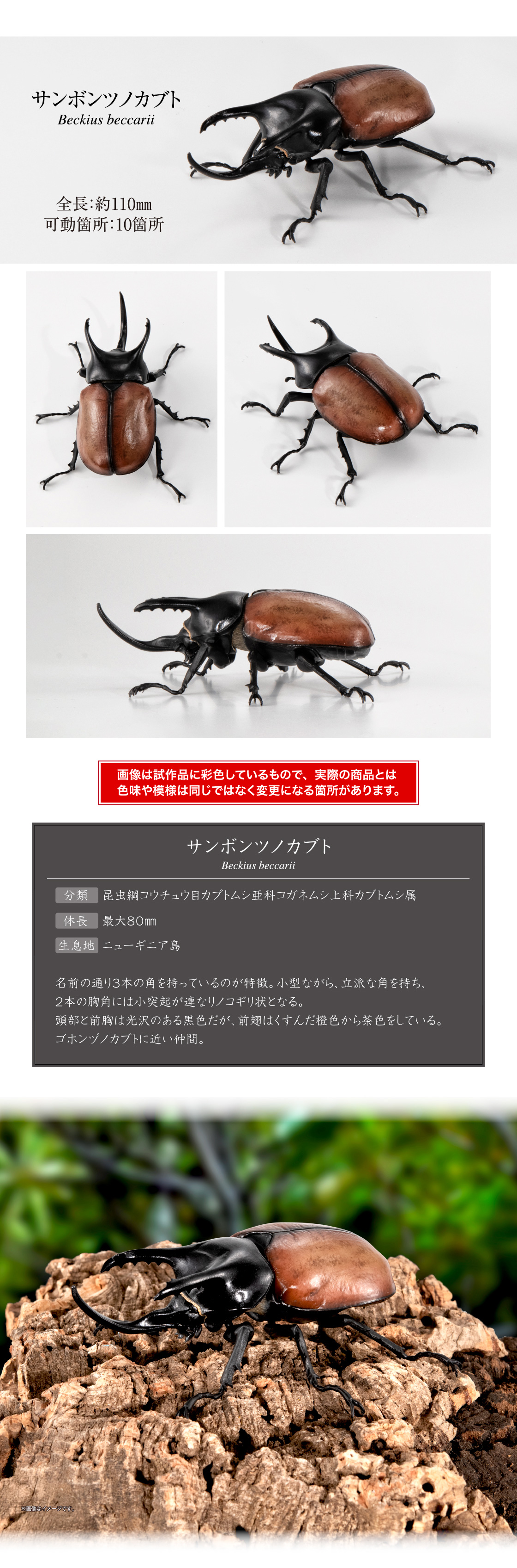 サンボンツノカブト