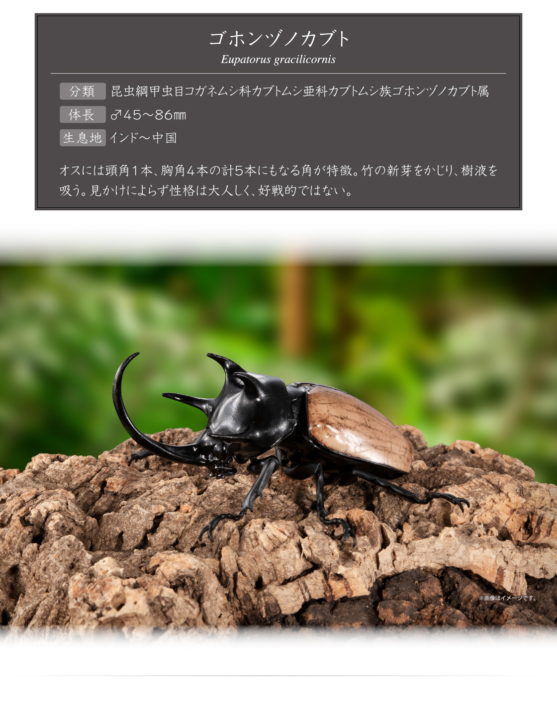 ゴホンヅノカブト Eupatorus gracilicornis