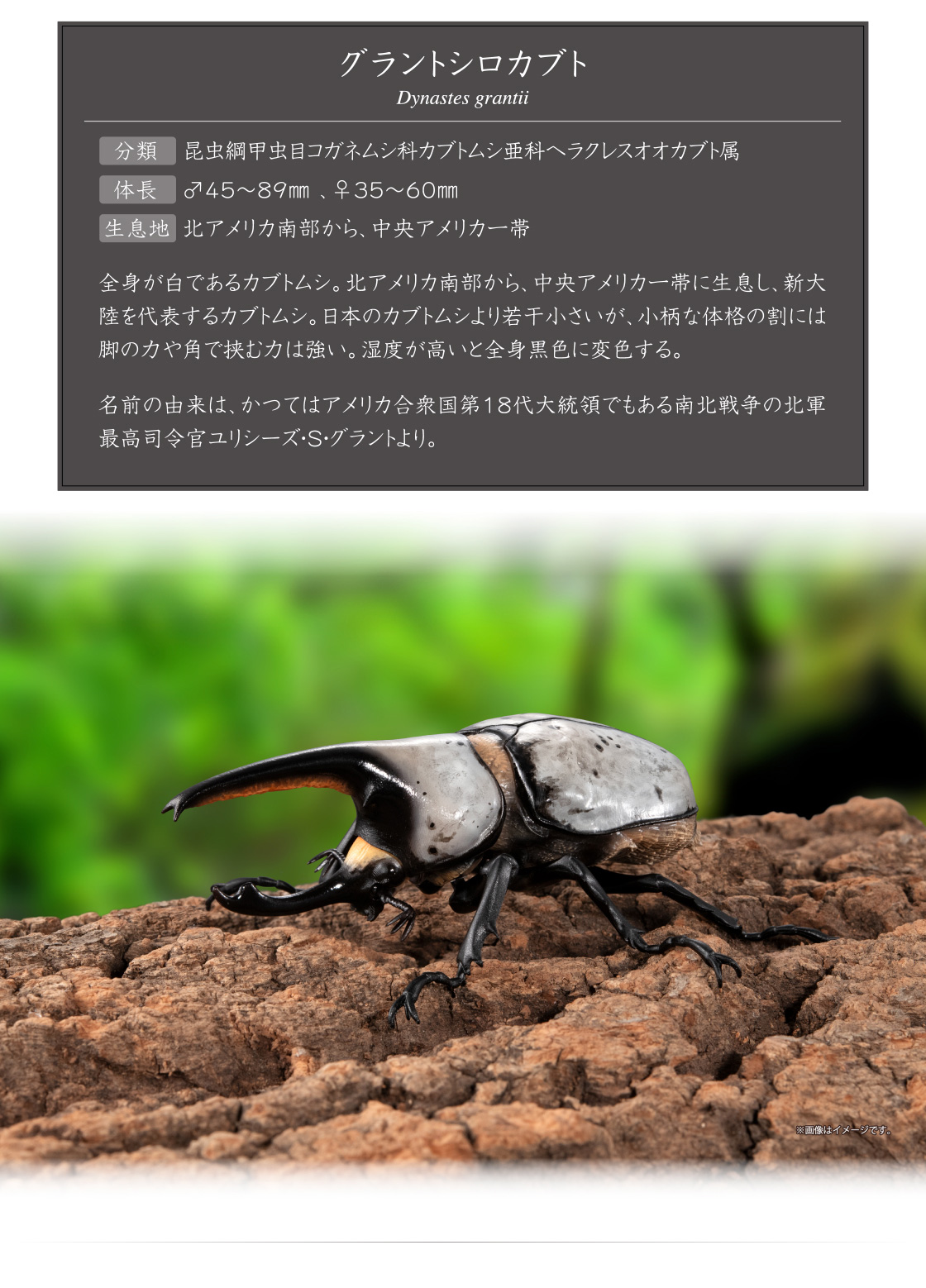 グラントシロカブト Dynastes grantii