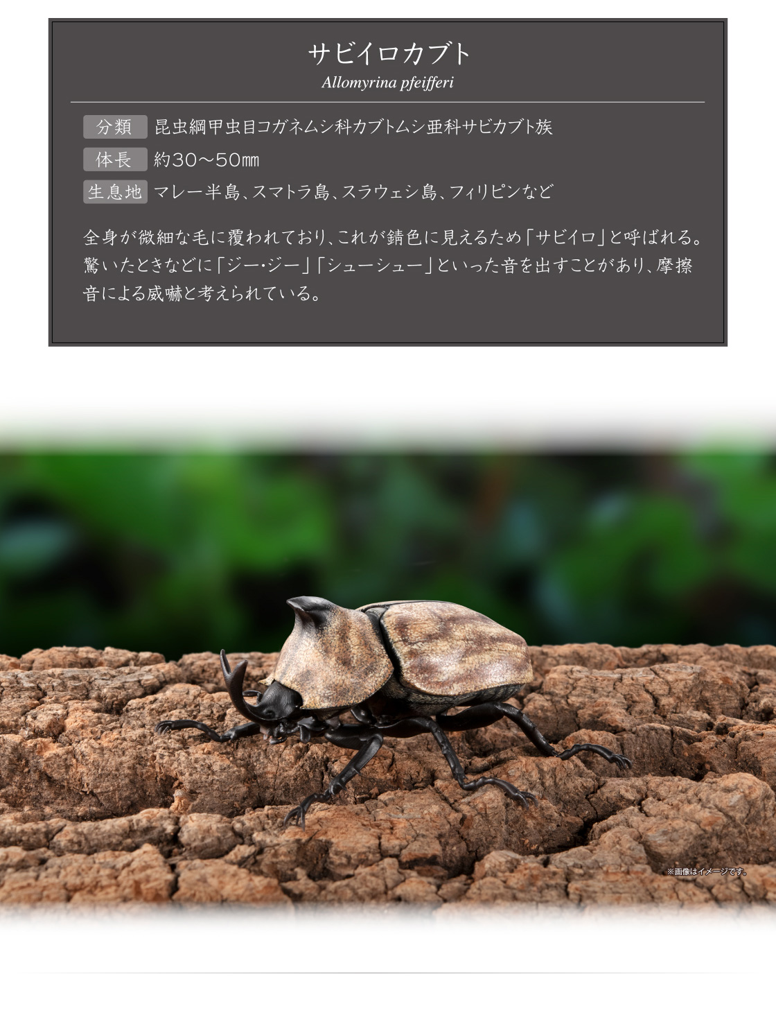 サビイロカブト Allomyrina pfeifferi