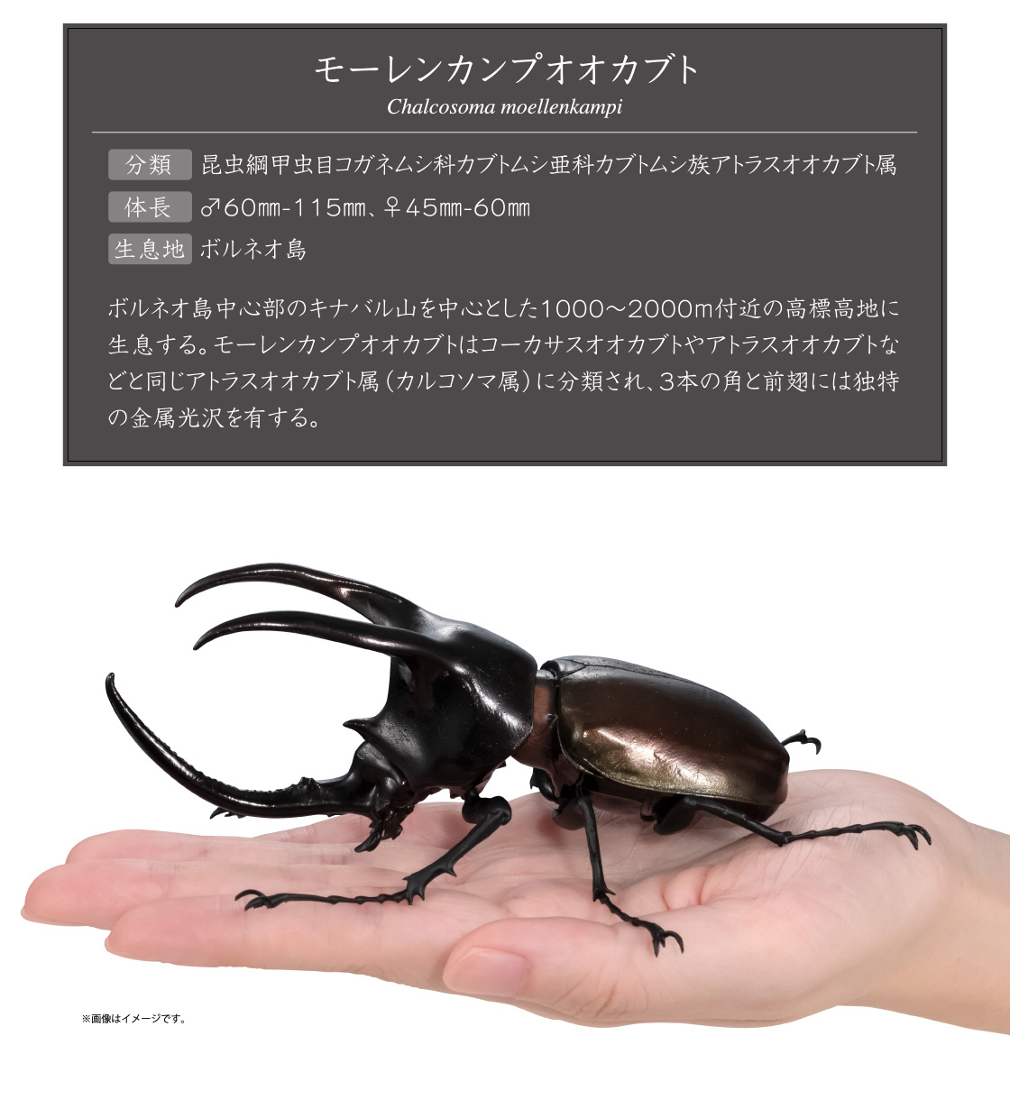 モーレンカンプオオカブト Chalcosoma moellenkampi