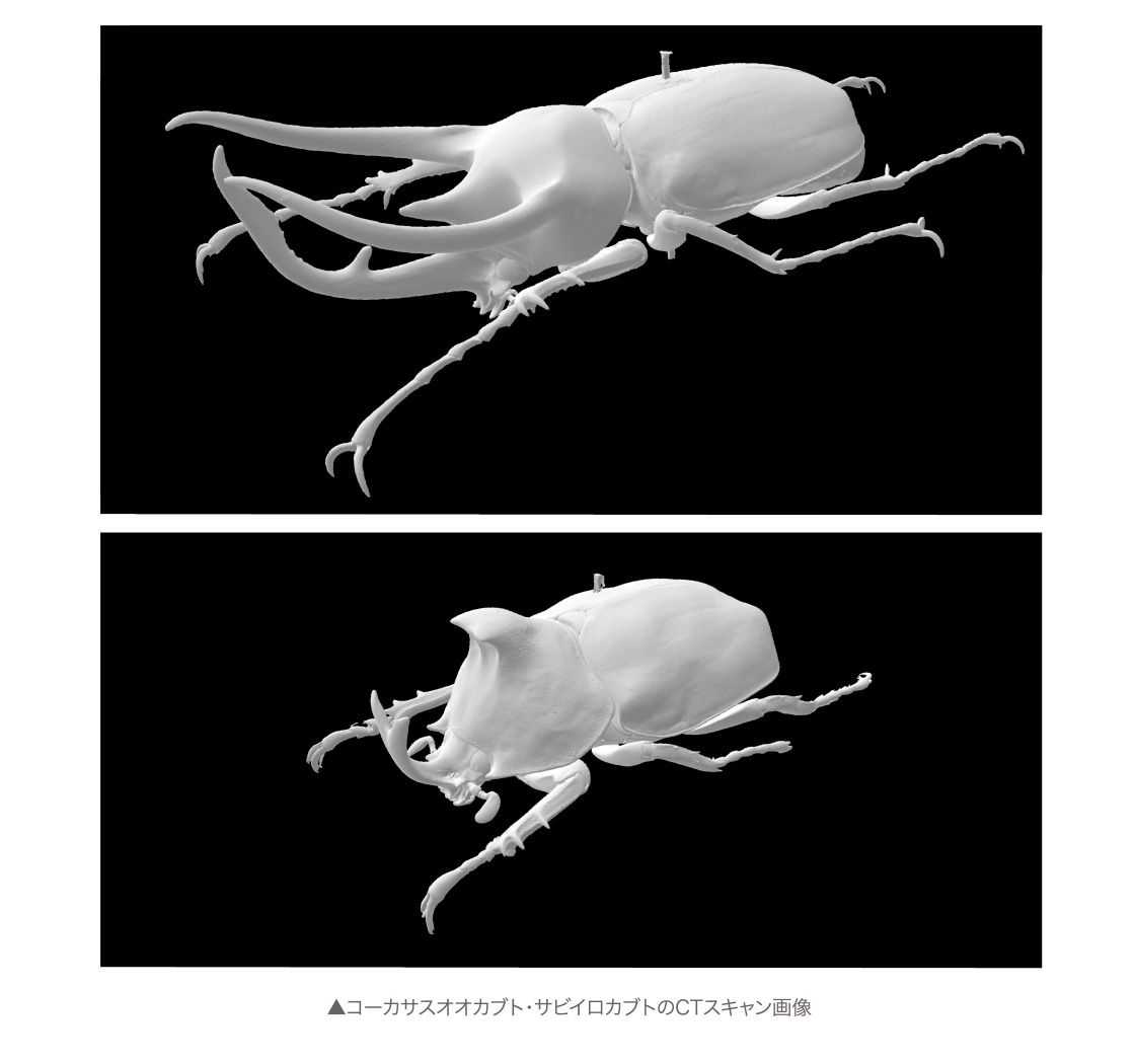 コーカサスオオカブト・サビイロカブトのCTスキャン画像