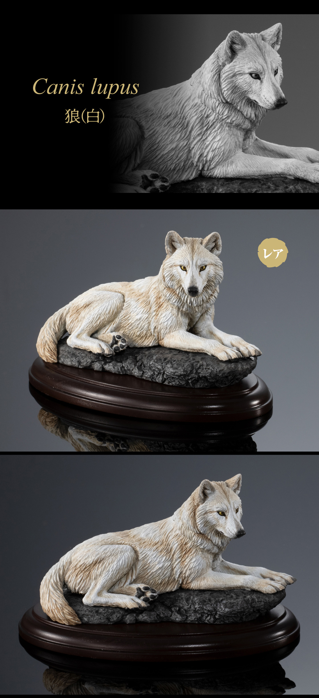 Canis lupus 狼（白）