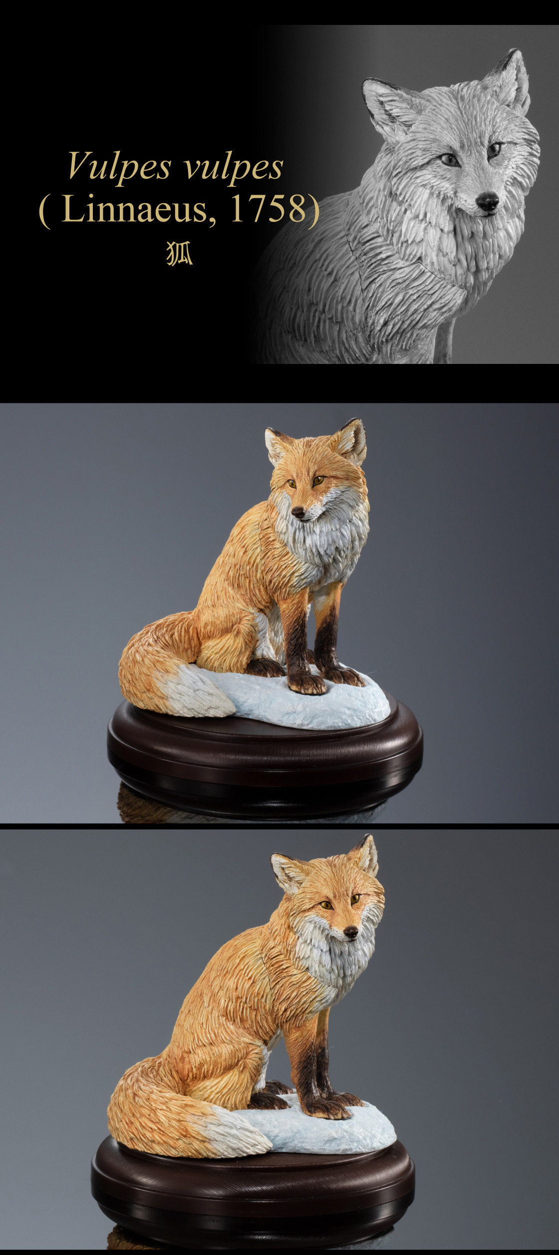 Vulpes vulpus（Linnaeus,1758） 狐