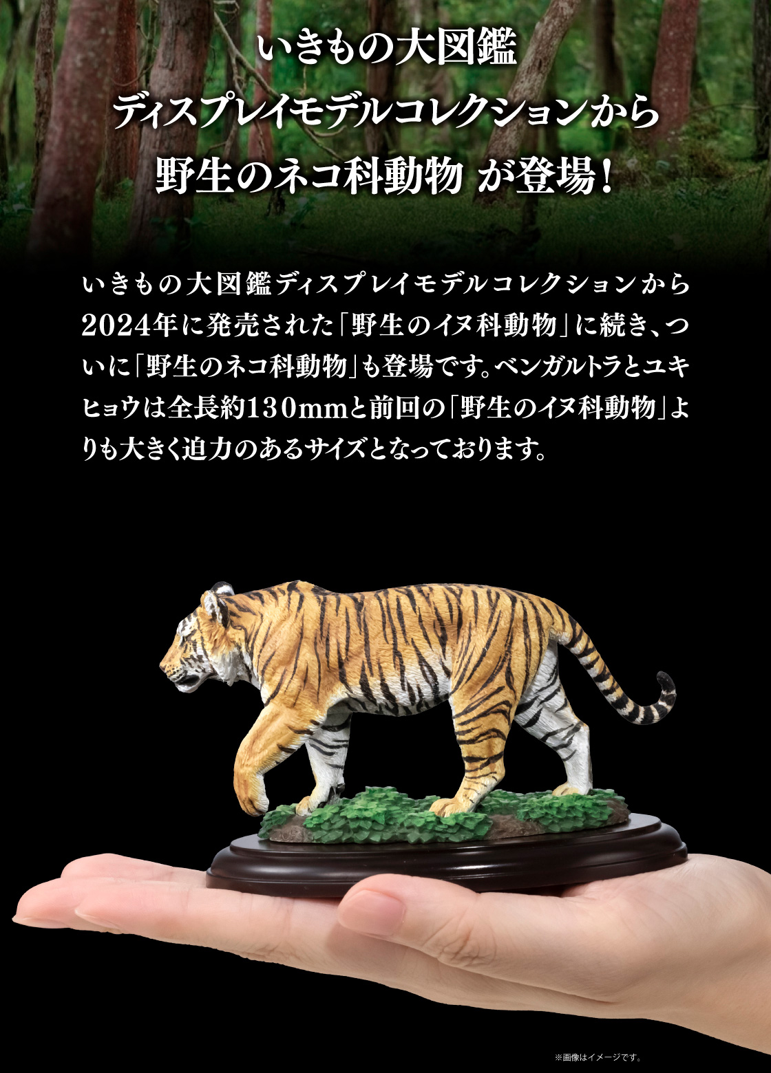 いきもの大図鑑ディスプレイモデルコレクションから野生のネコ科動物 が登場！