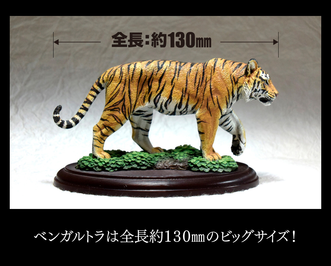 ベンガルトラは全長約130mmほどのビッグサイズ！