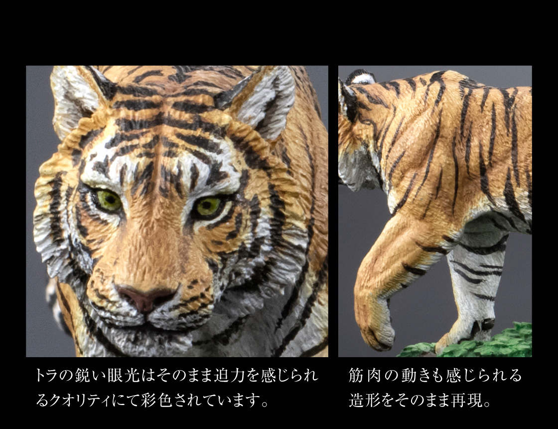トラの鋭い眼光はそのまま迫力を感じられるクオリティにて彩色されています。筋肉の動きも感じられる造形をそのまま再現。