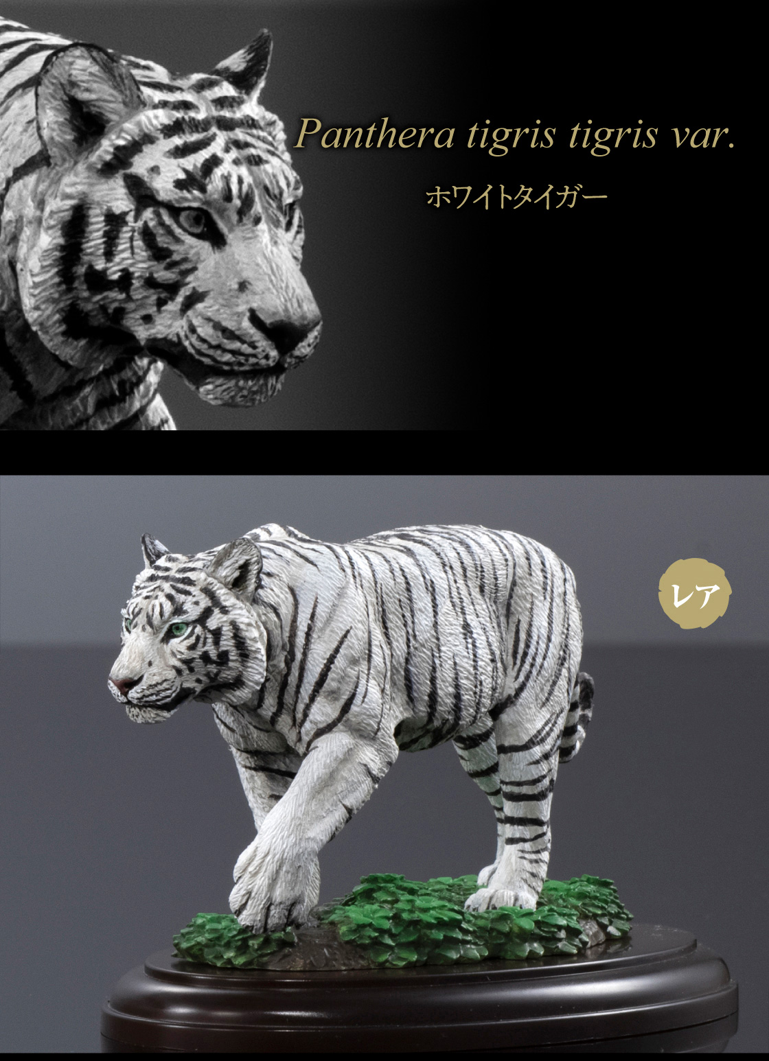 Panthera tigris tigris var. ホワイトタイガー