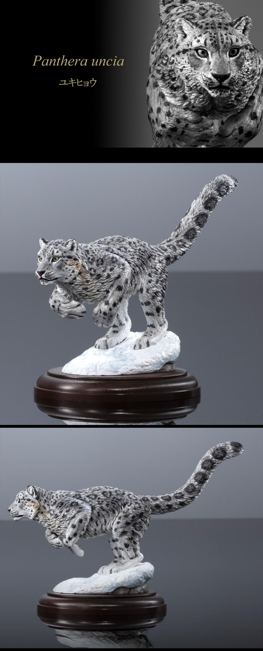 Panthera uncia ユキヒョウ
