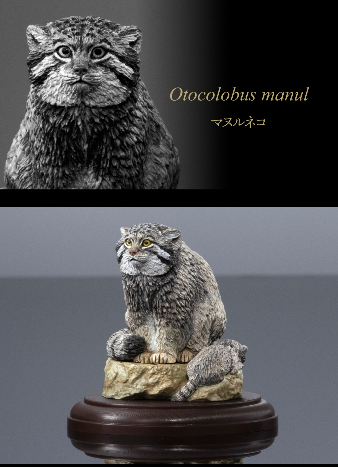 Otocolobus manul マヌルネコ