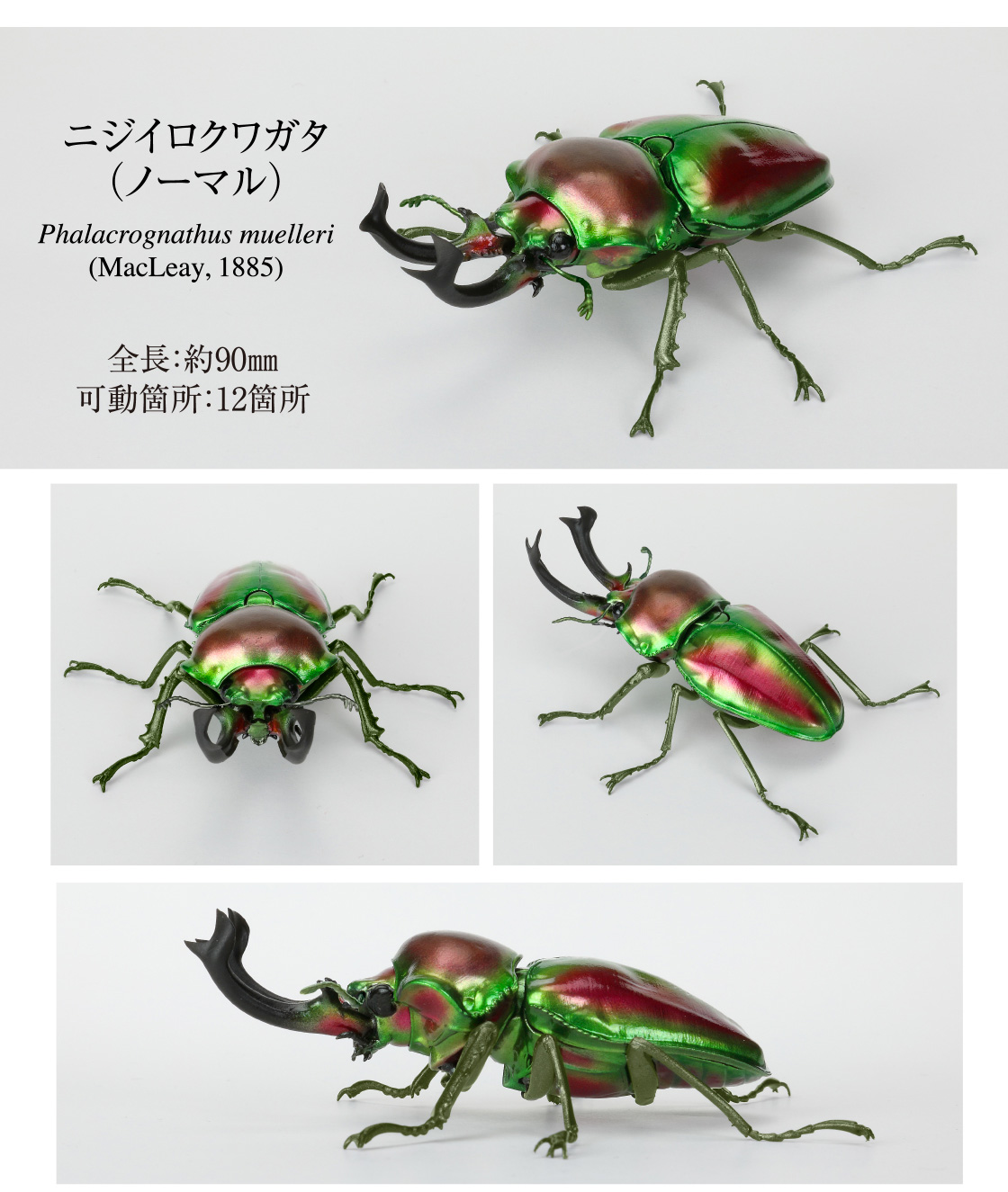 ニジイロクワガタ(ノーマル)
