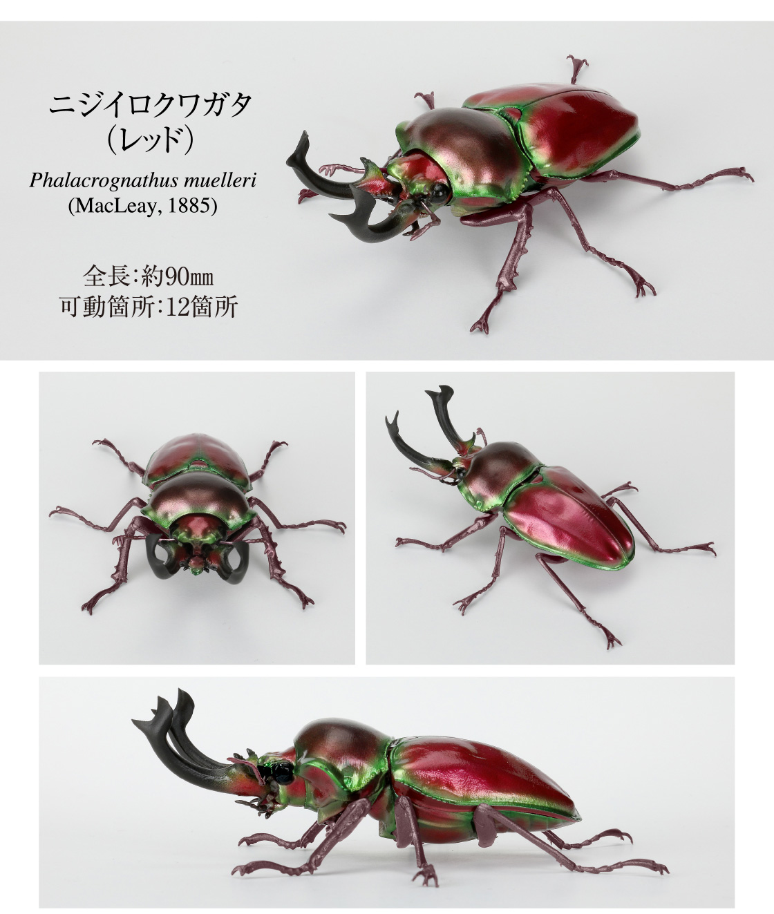 ニジイロクワガタ(レッド)