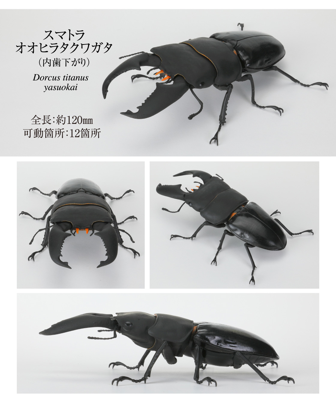 スマトラオオヒラタクワガタ(内歯下がり)