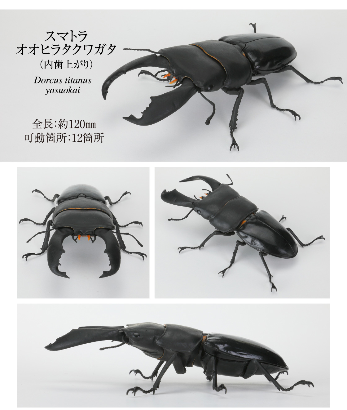 スマトラオオヒラタクワガタ(内歯上がり)