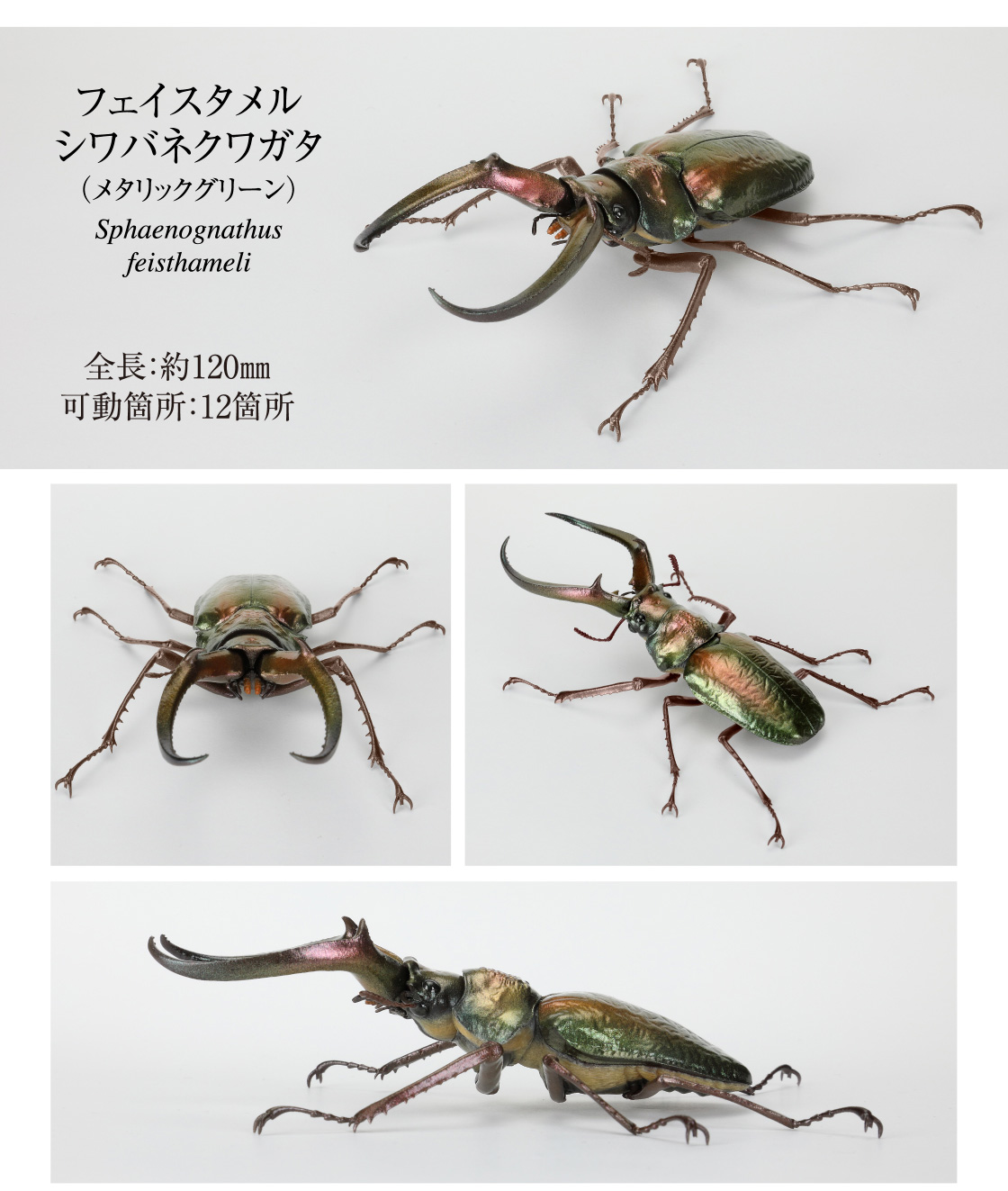 フェイスタメルシワバネクワガタ(メタリックグリーン)