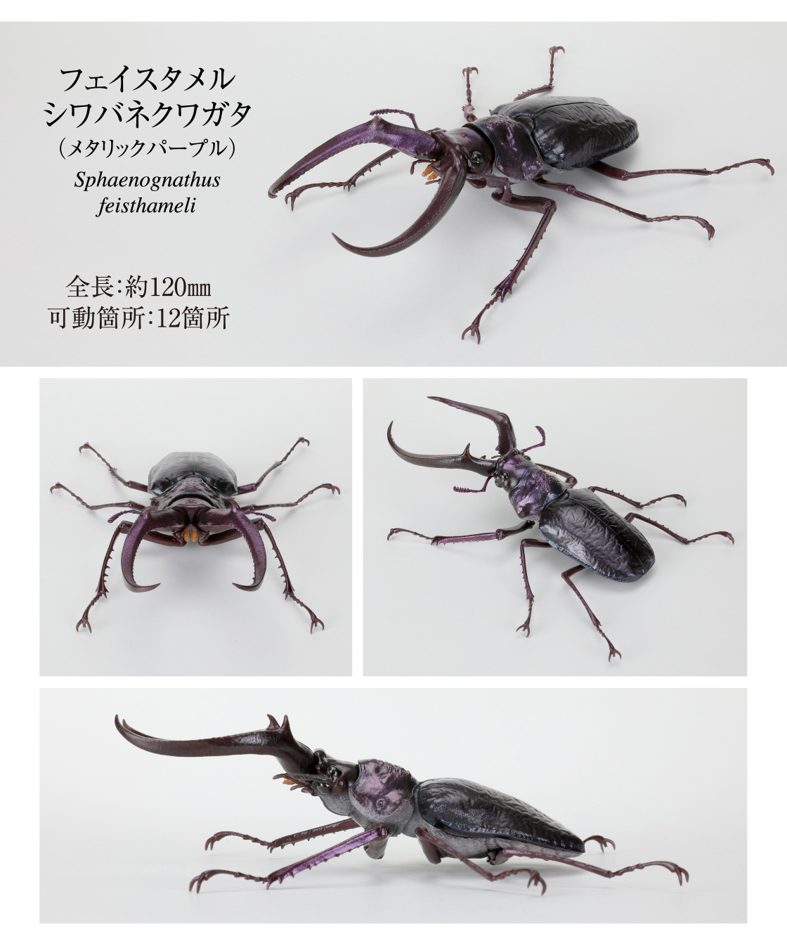 フェイスタメルシワバネクワガタ(メタリックパープル)