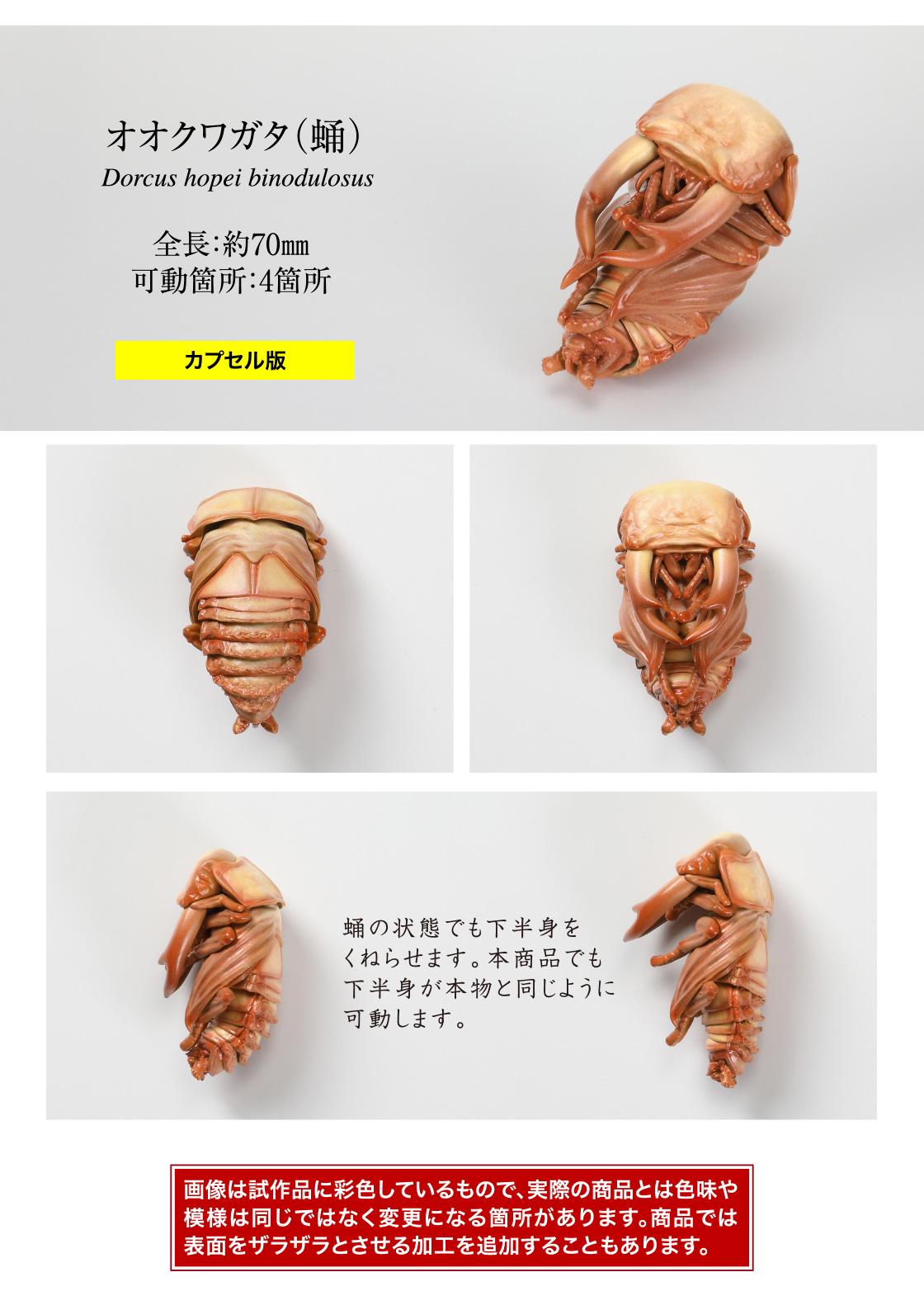 オオクワガタ(蛹)