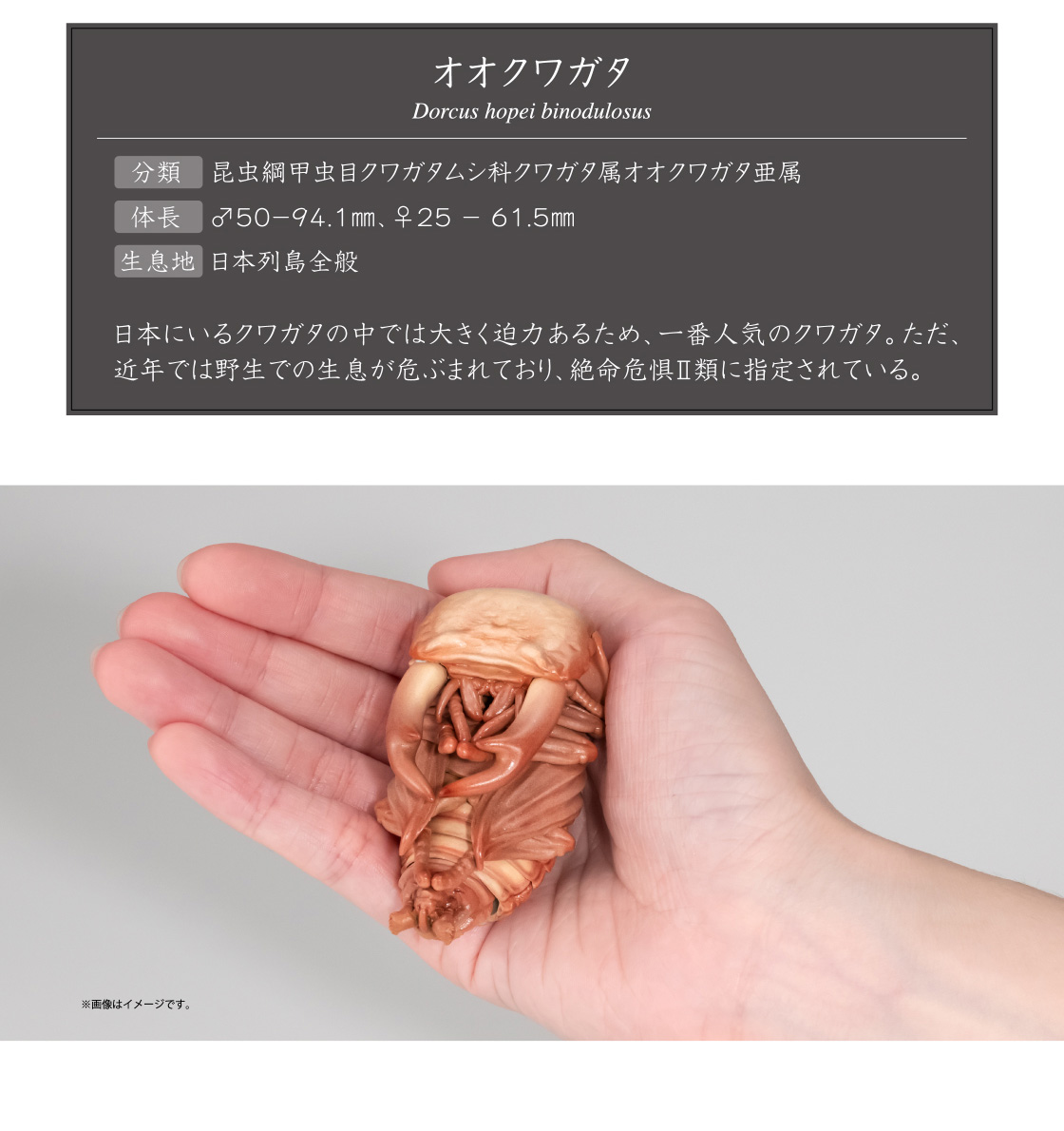 オオクワガタ