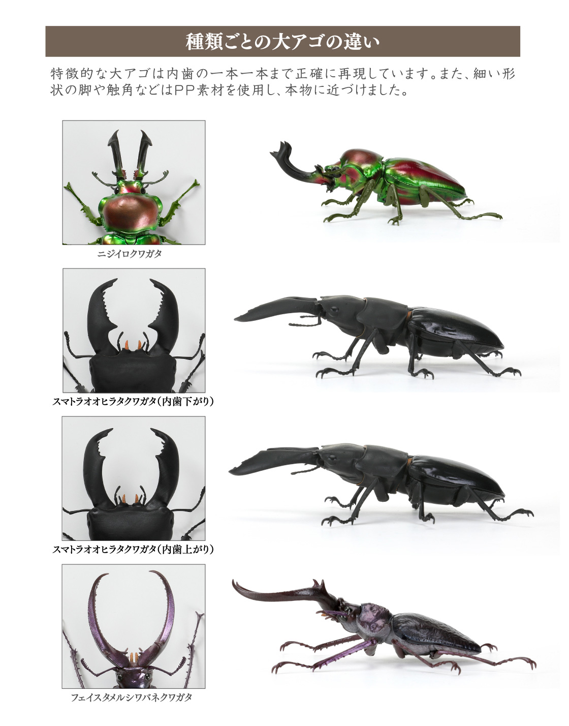 種類ごとの大アゴの違い