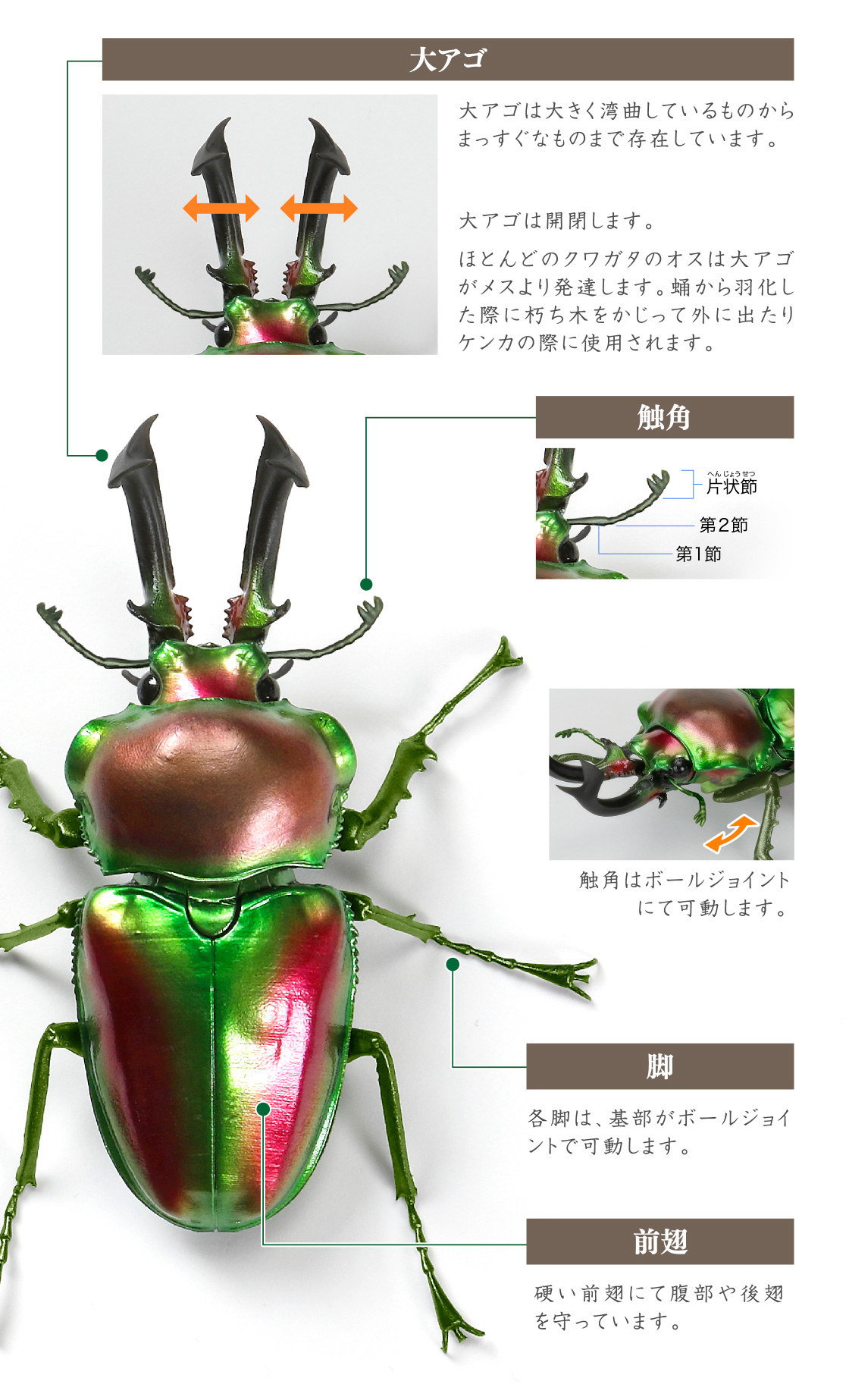 大アゴ 触角 脚 前翅